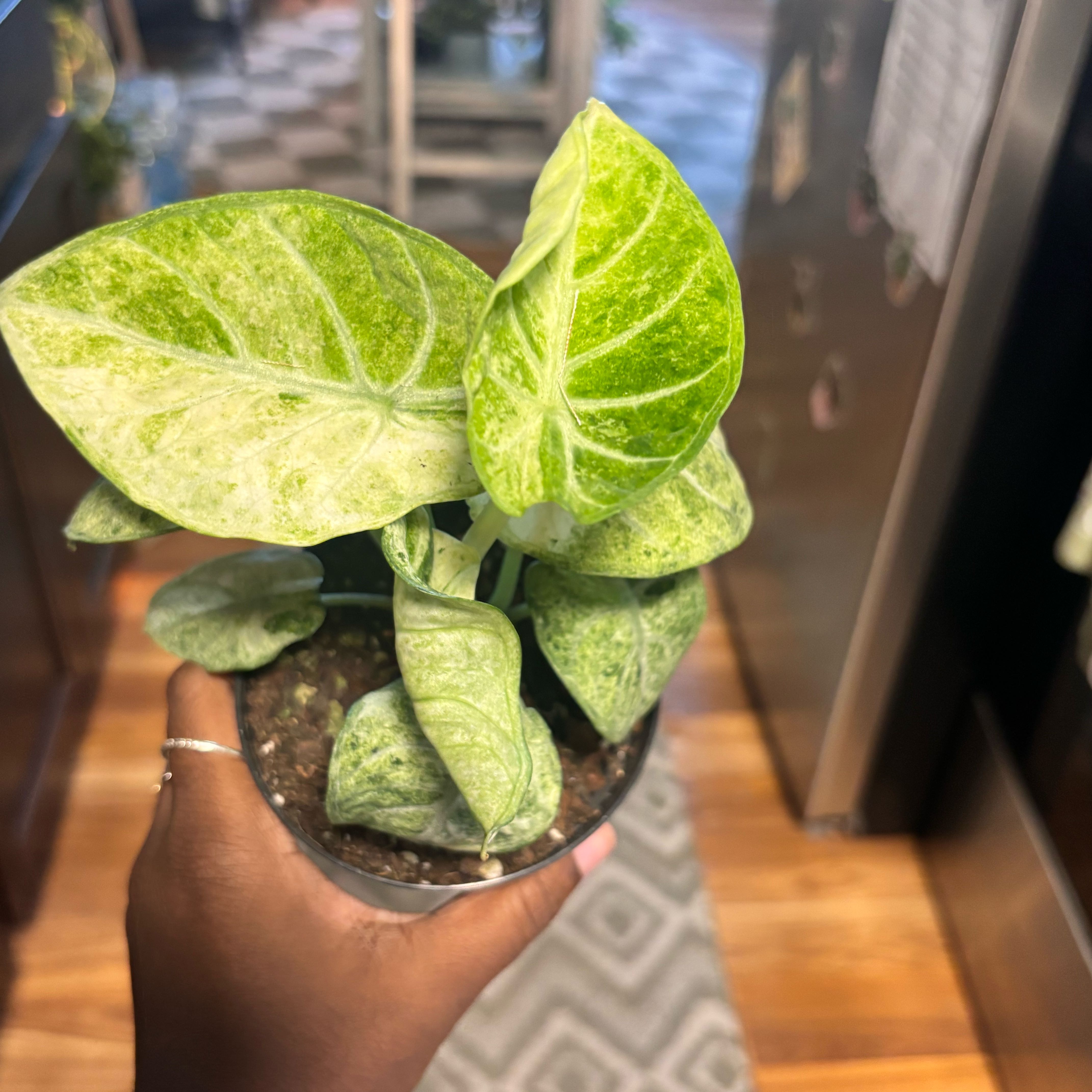 Photo of the plant species Alocasia Ninja Tri-Color by @Plant-princesss named Orlando Bloom on Greg, the plant care app