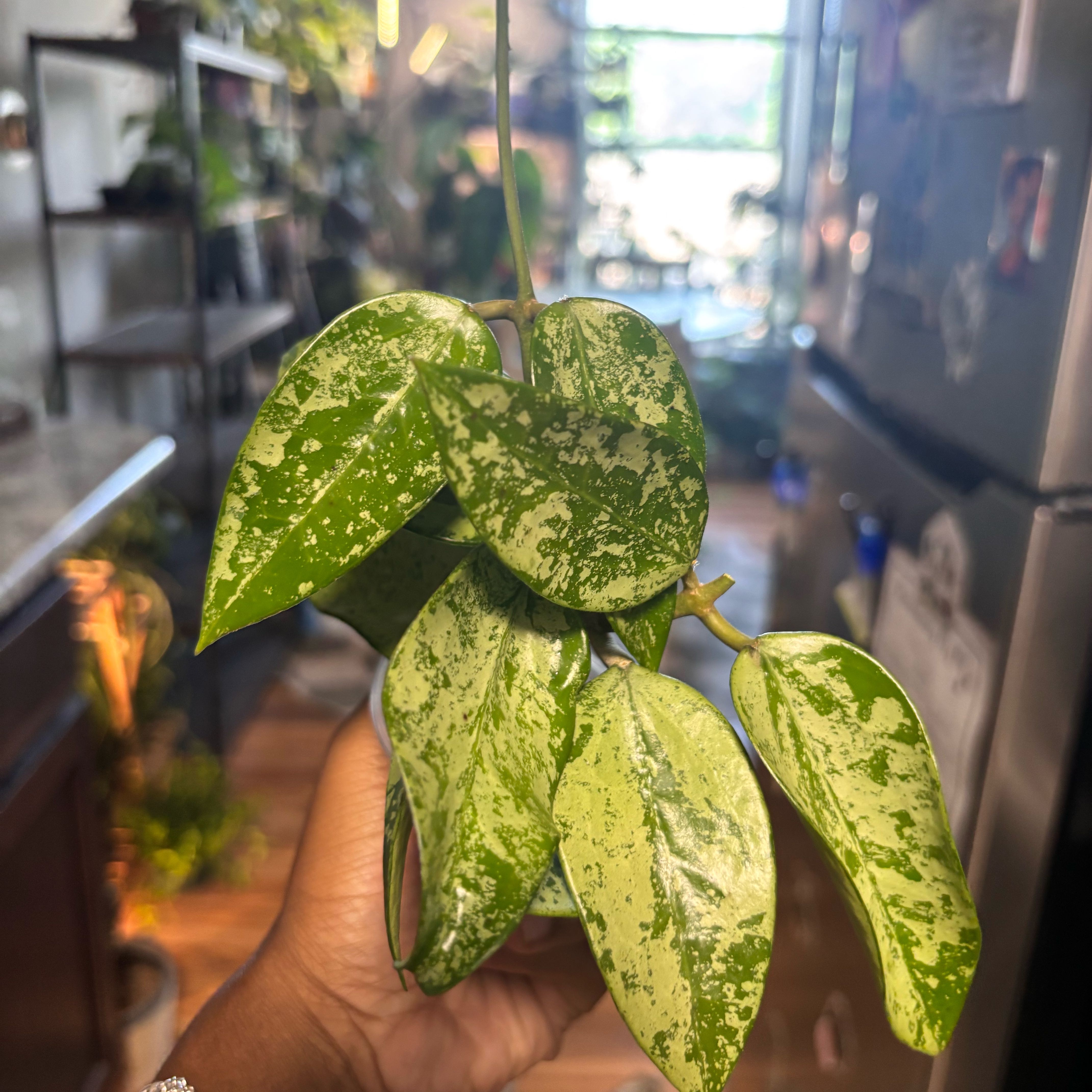 Photo of the plant species hoya potsii by @Plant-princesss named Gaga on Greg, the plant care app