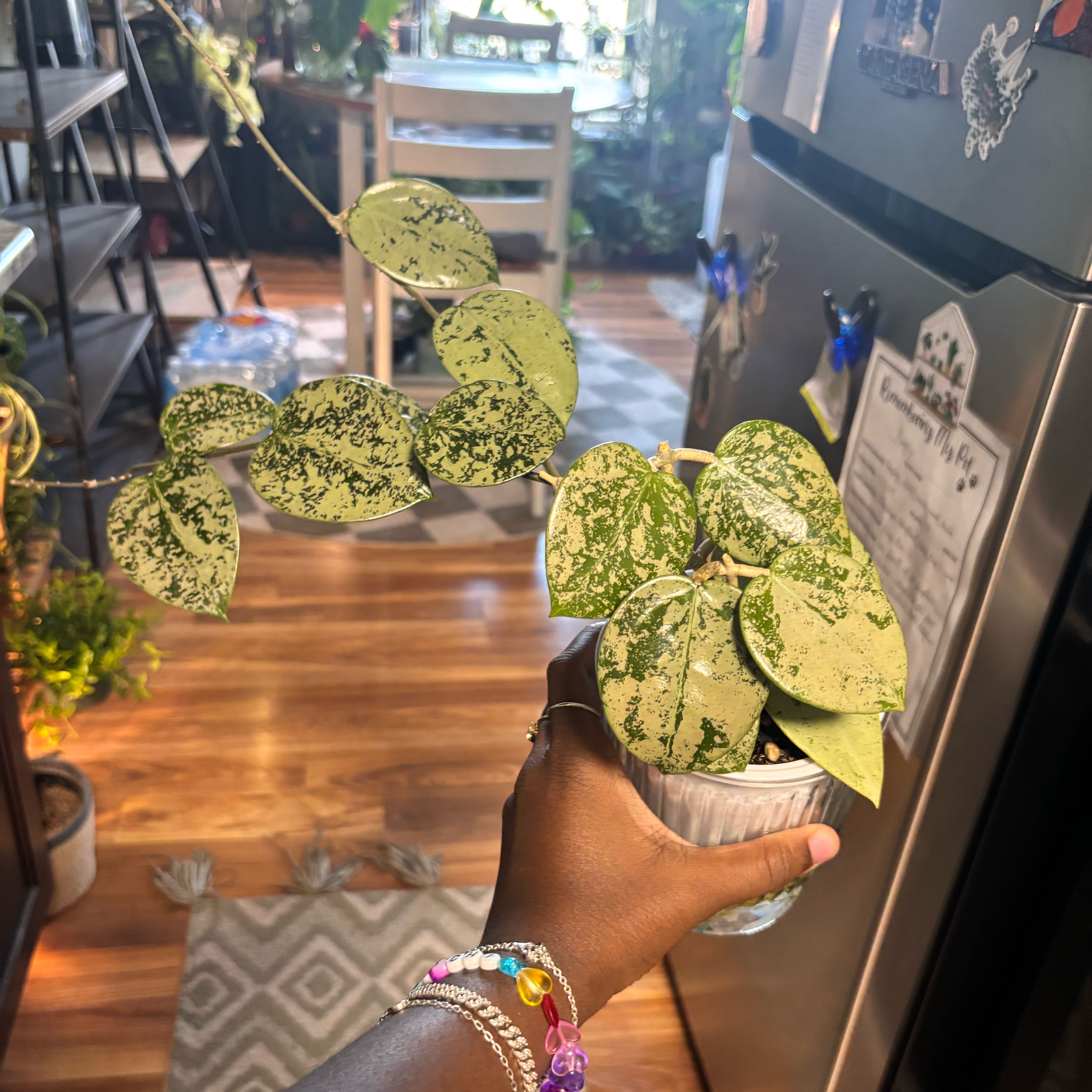 Photo of the plant species Hoya verticillata 'Silver Heart' by @Plant-princesss named Keanu Leaves on Greg, the plant care app