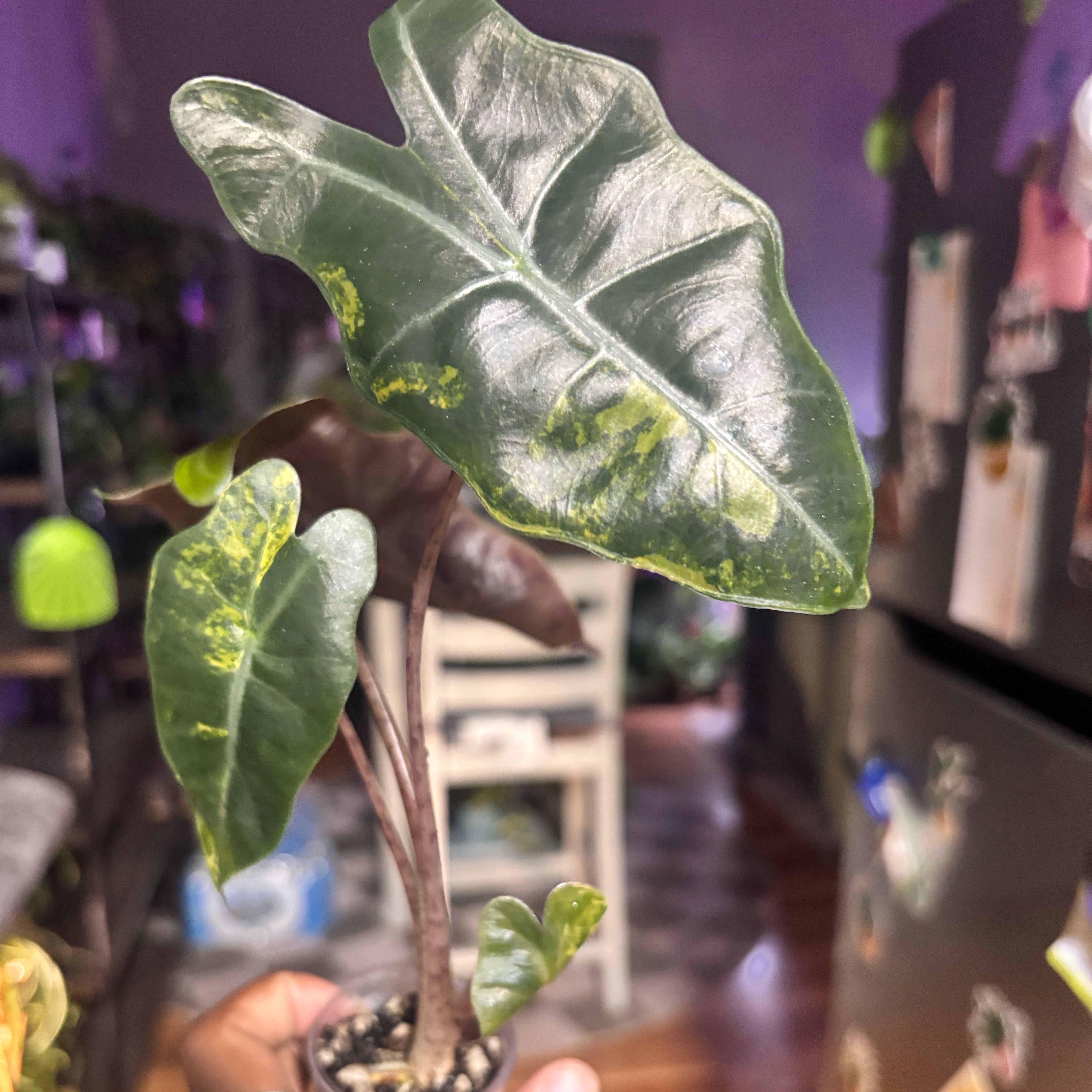 Photo of the plant species Alocasia Pink by @Plant-princesss named Luna on Greg, the plant care app