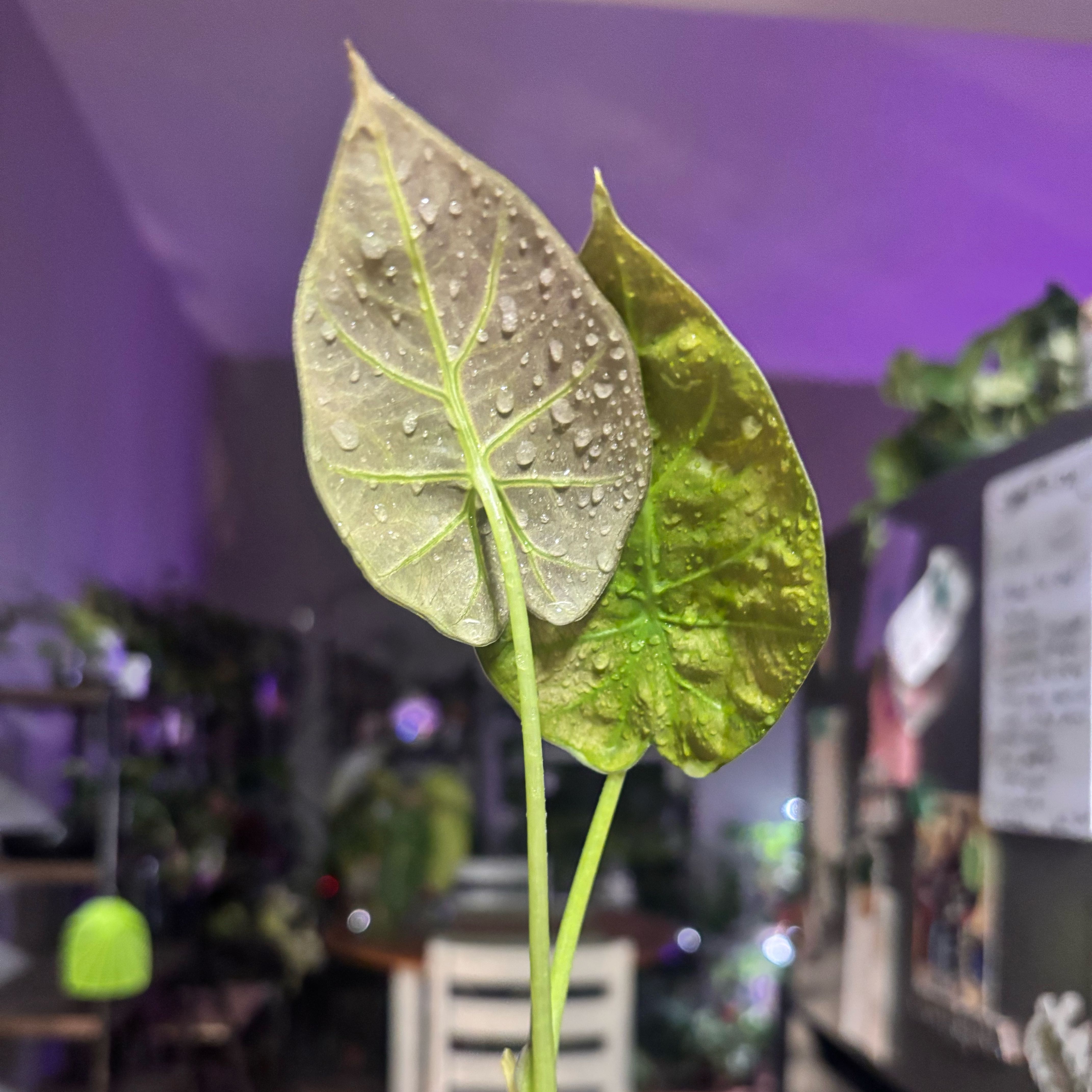 Photo of the plant species Alocasia 'Regal Shield' (variegated form) by @Plant-princesss named James Dean on Greg, the plant care app