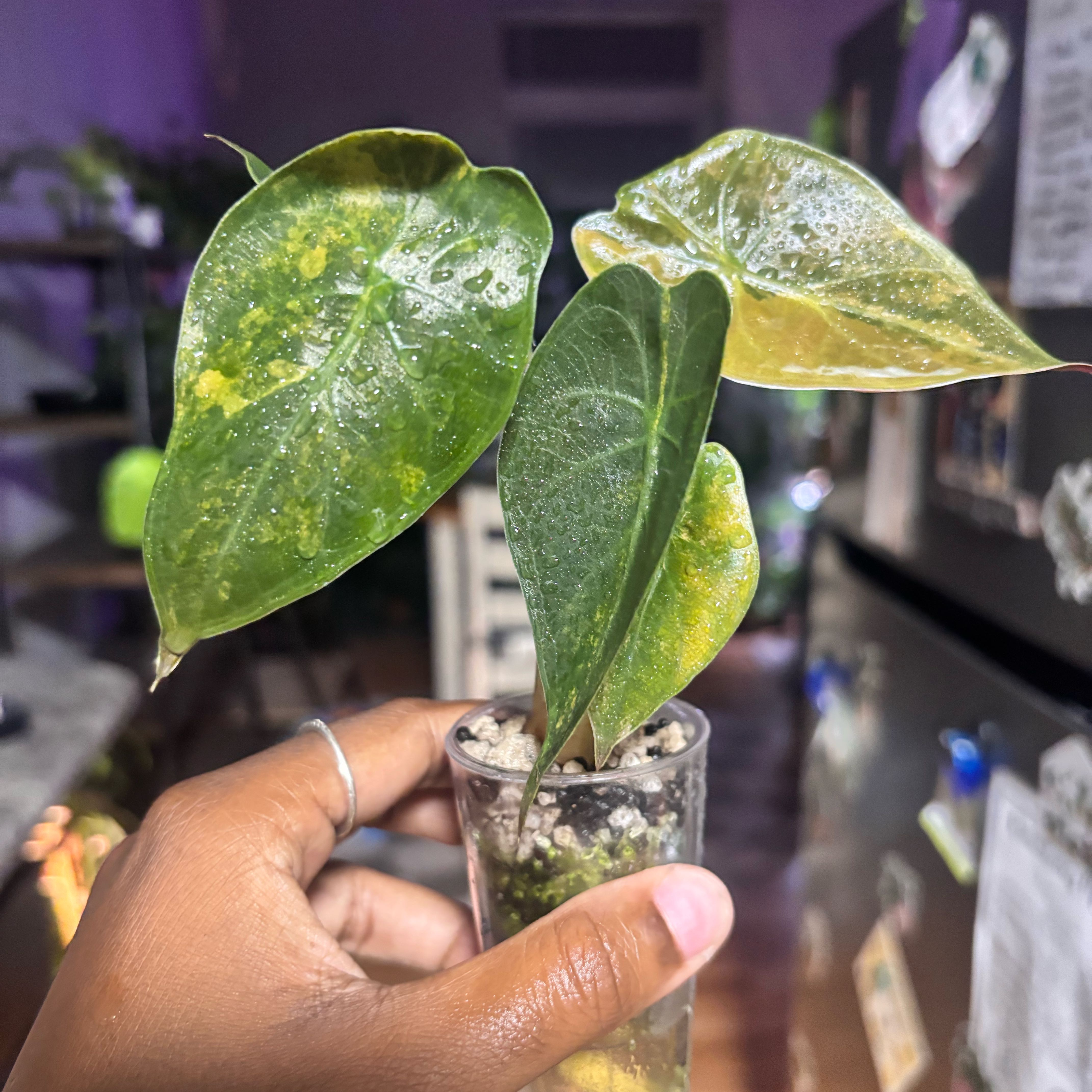 Photo of the plant species Alocasia Wentii Sunset by @Plant-princesss named Prince on Greg, the plant care app