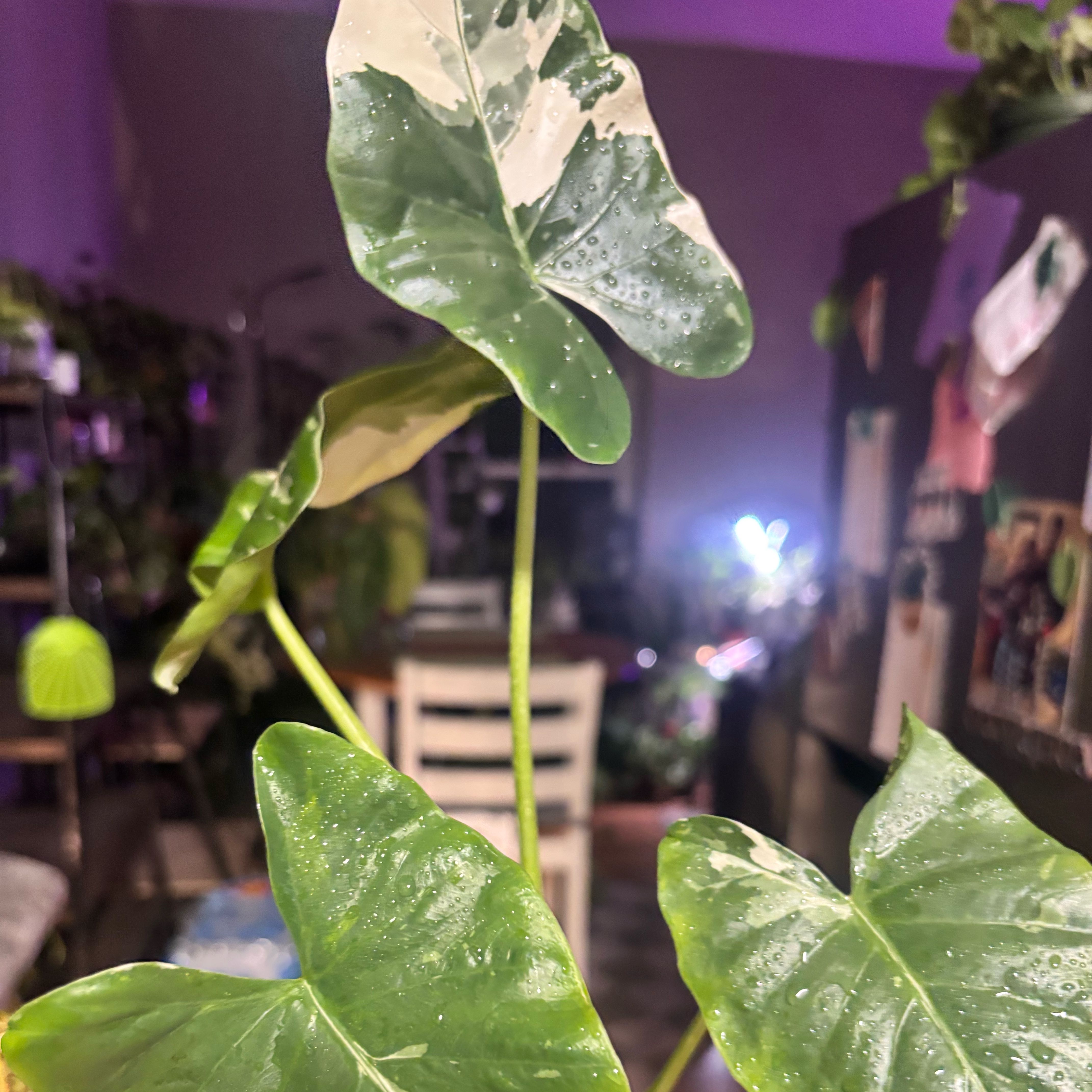 Photo of the plant species Variegated Alocasia by @Plant-princesss named Lavender on Greg, the plant care app