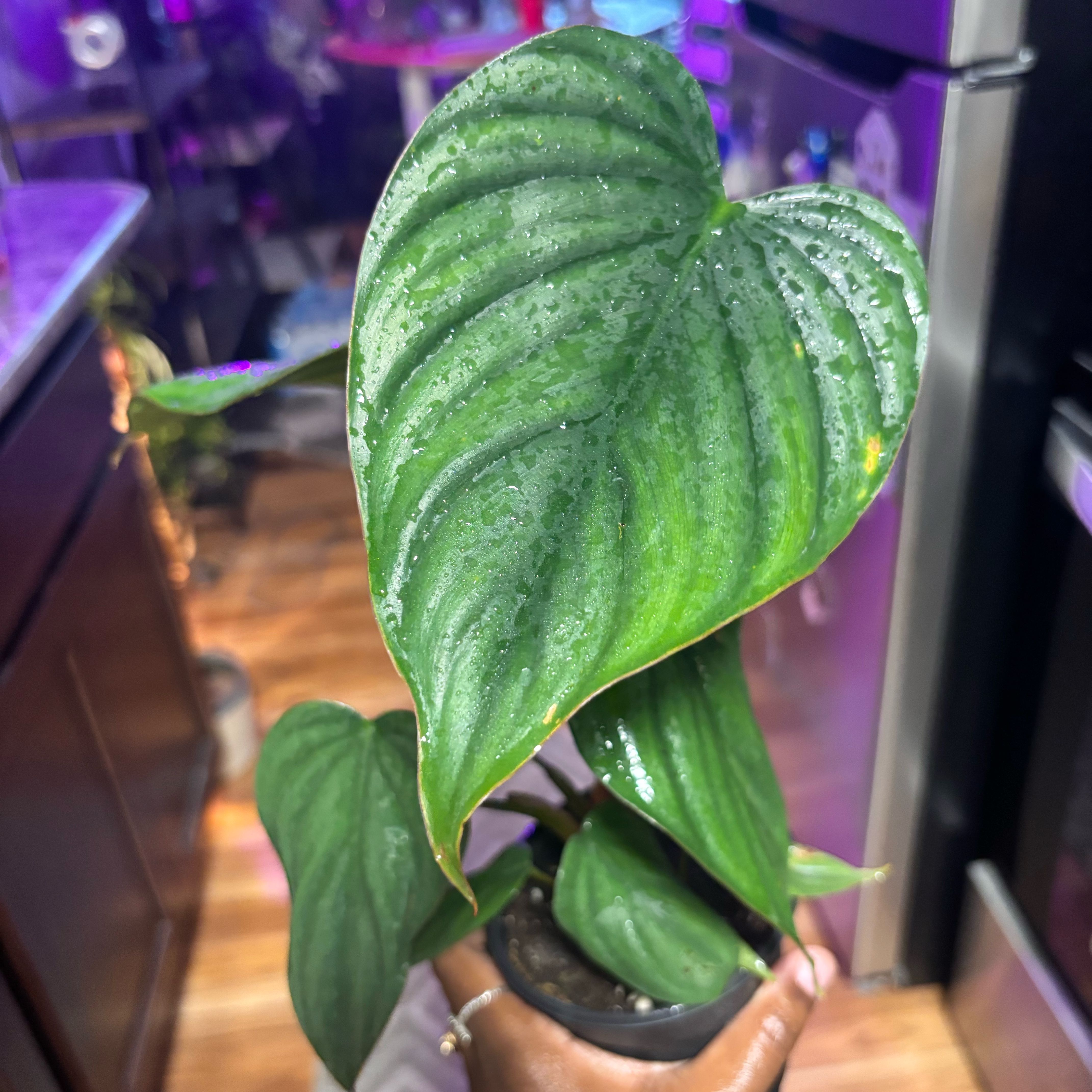 Photo of the plant species Philodendron 'El Guapo' by @Plant-princesss named Nemo on Greg, the plant care app