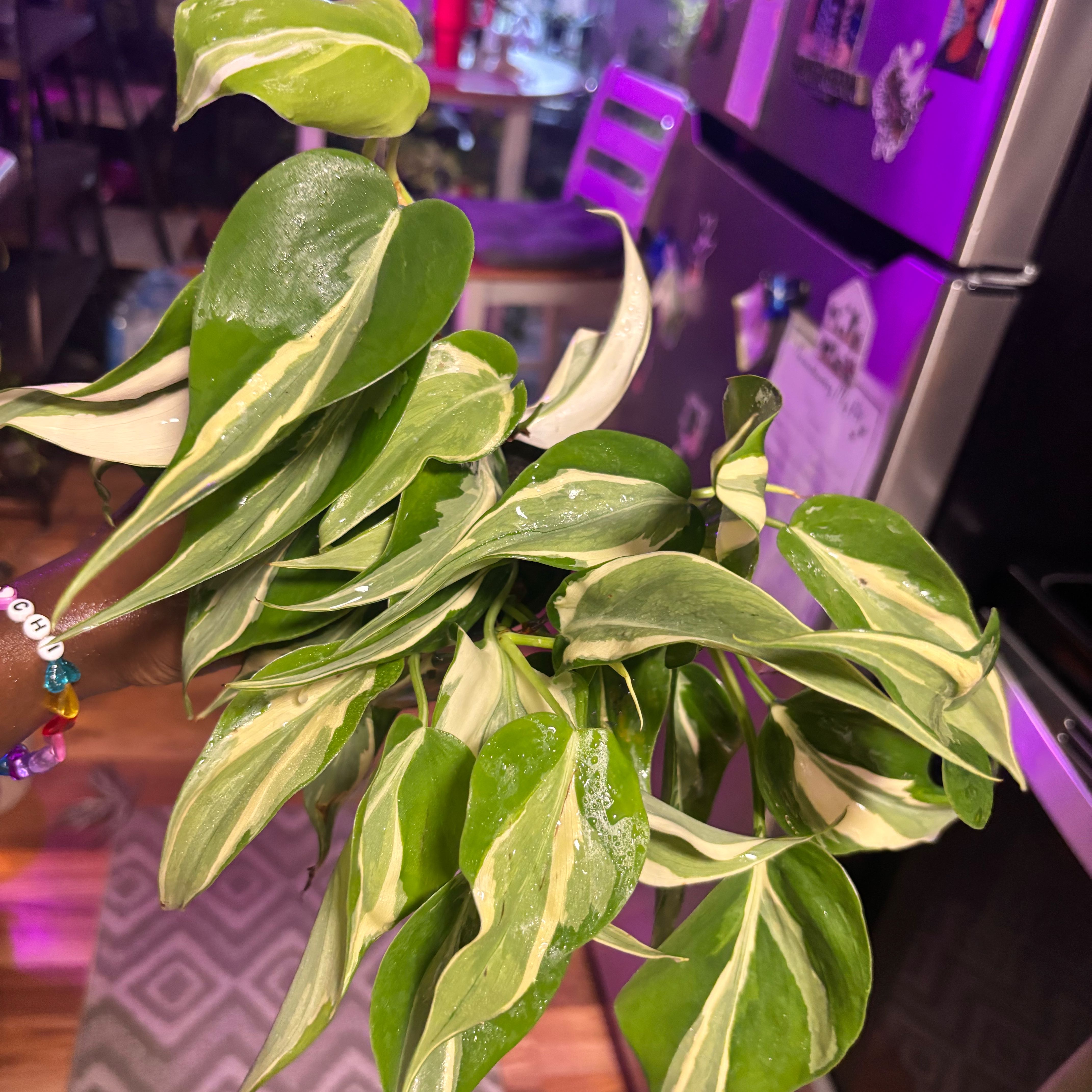 Photo of the plant species Silver Stripe Philodendron by @Plant-princesss named Wall-E on Greg, the plant care app