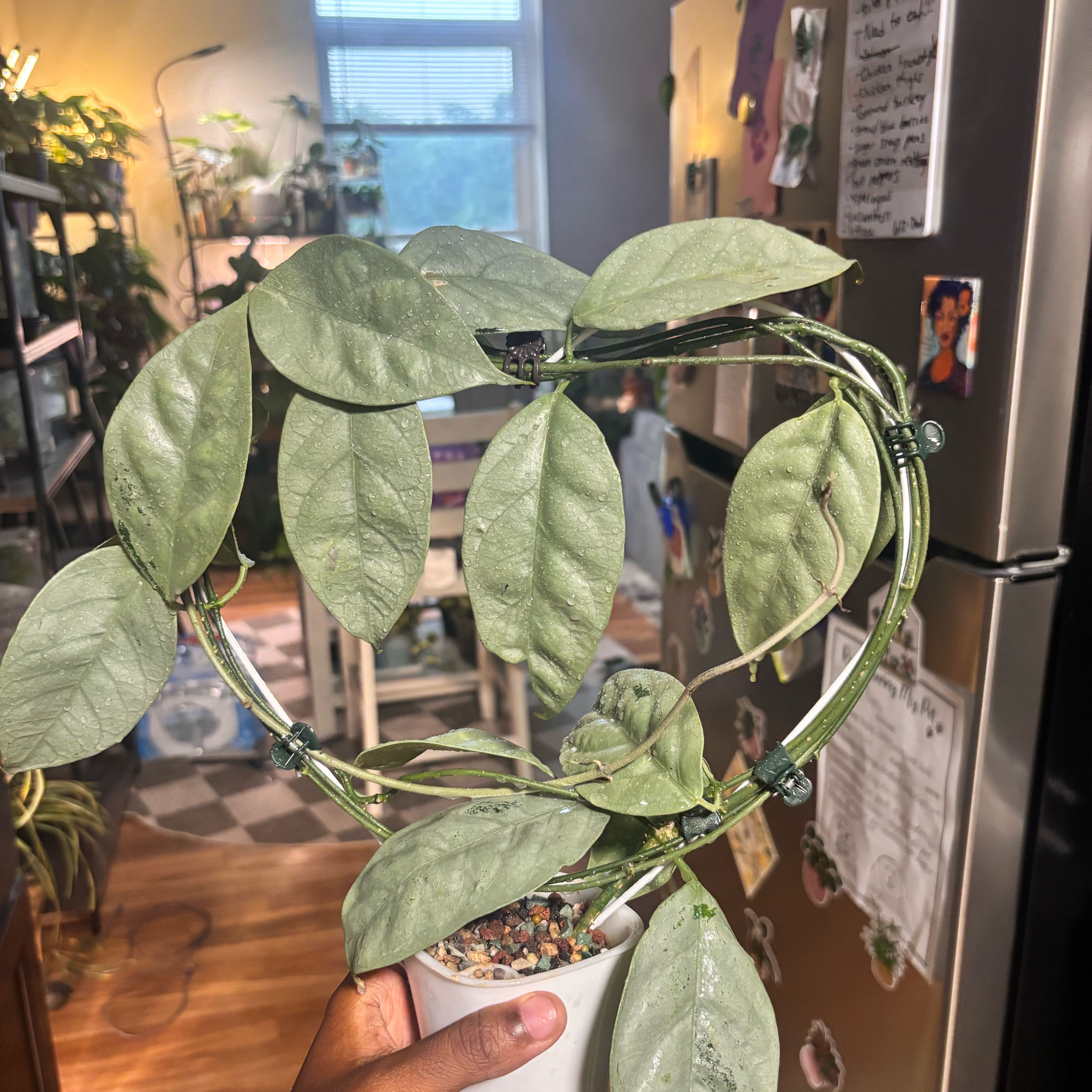 Photo of the plant species Hoya coriacea 'Silver' by @Plant-princesss named Bodhi on Greg, the plant care app