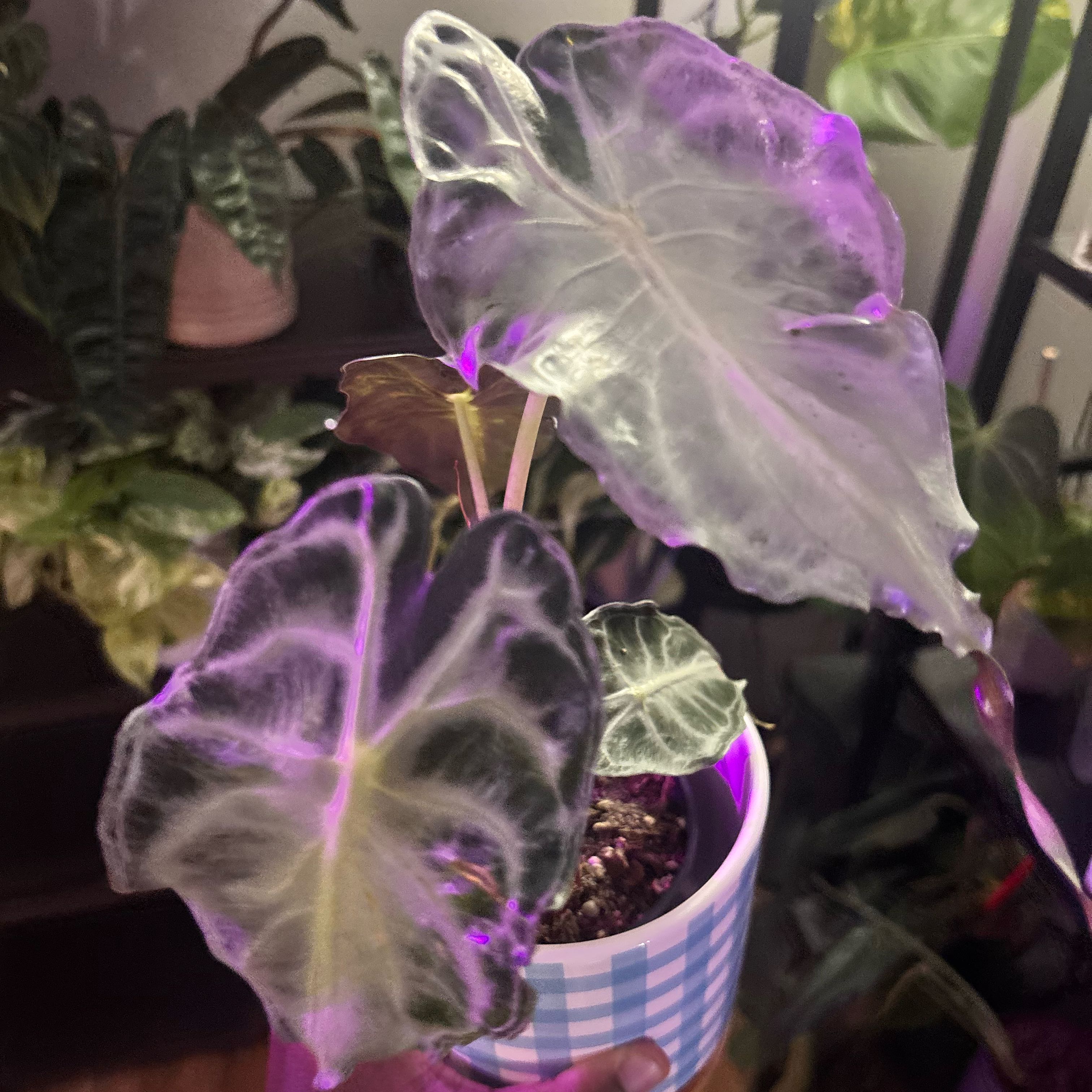 Photo of the plant species Alocasia 'Venom' by @Plant-princesss named Dolores on Greg, the plant care app