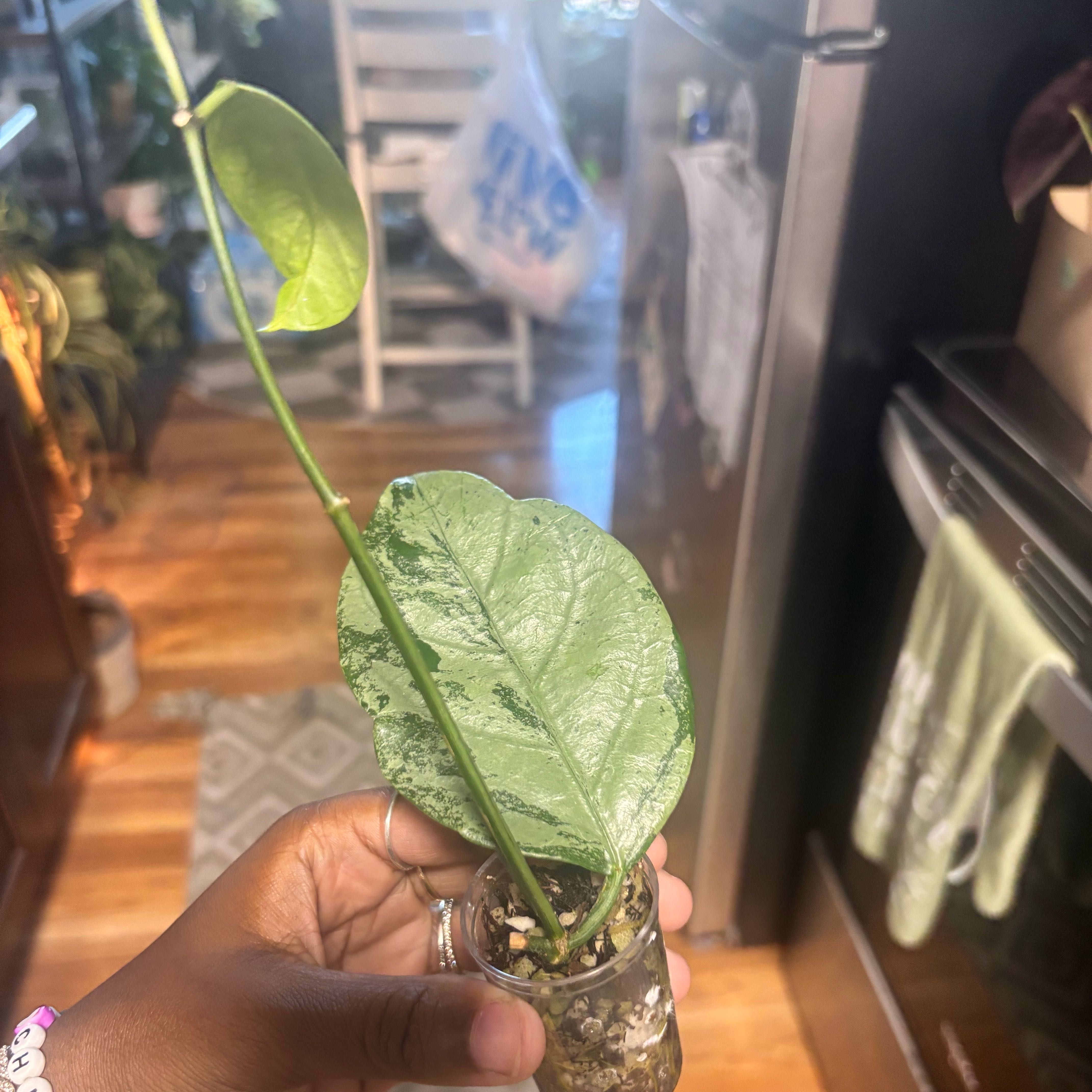 Photo of the plant species Hoya coriacea 'Silver' by @Plant-princesss named Madonna on Greg, the plant care app