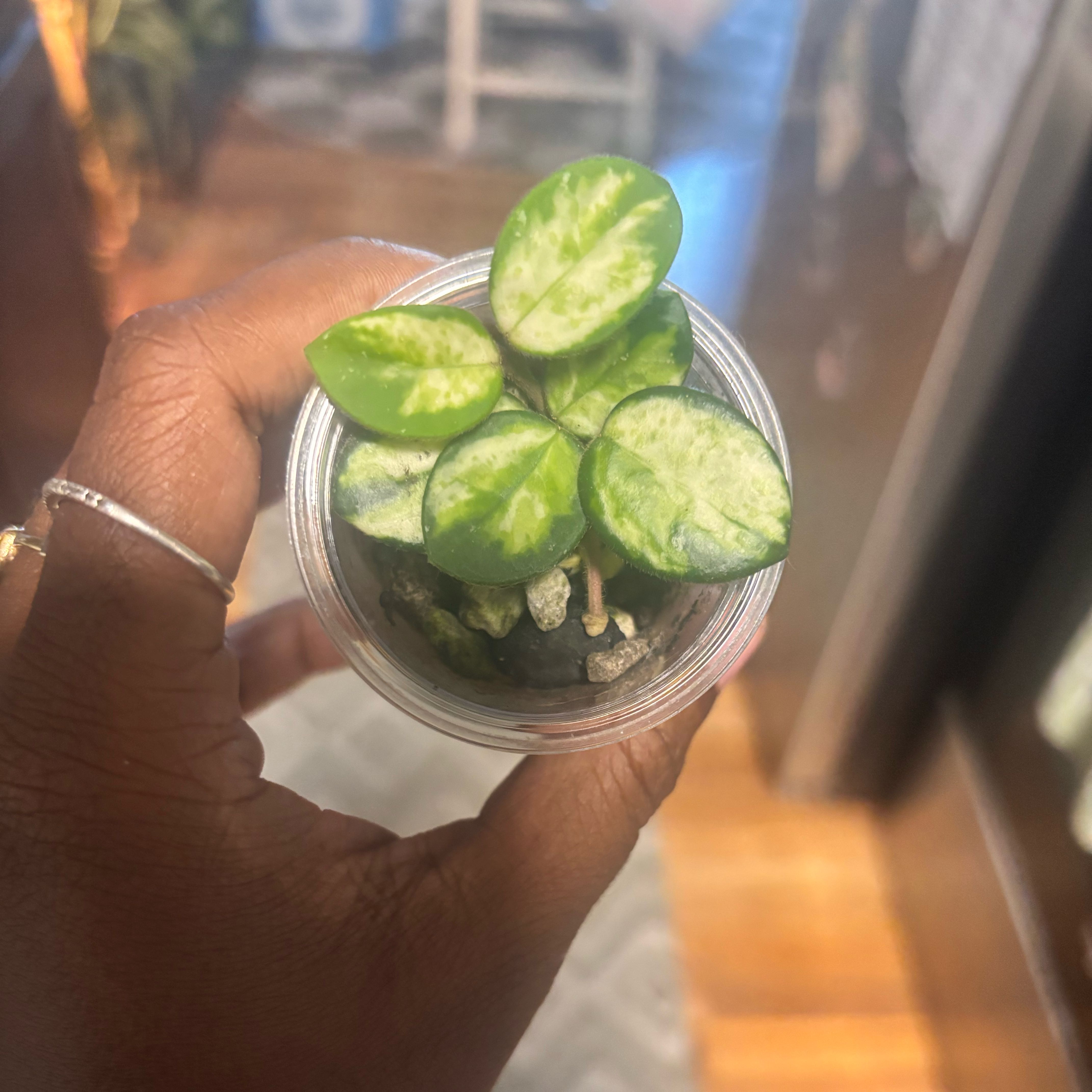 Photo of the plant species Mathilde Variegated Hoya by @Plant-princesss named Hemingway on Greg, the plant care app