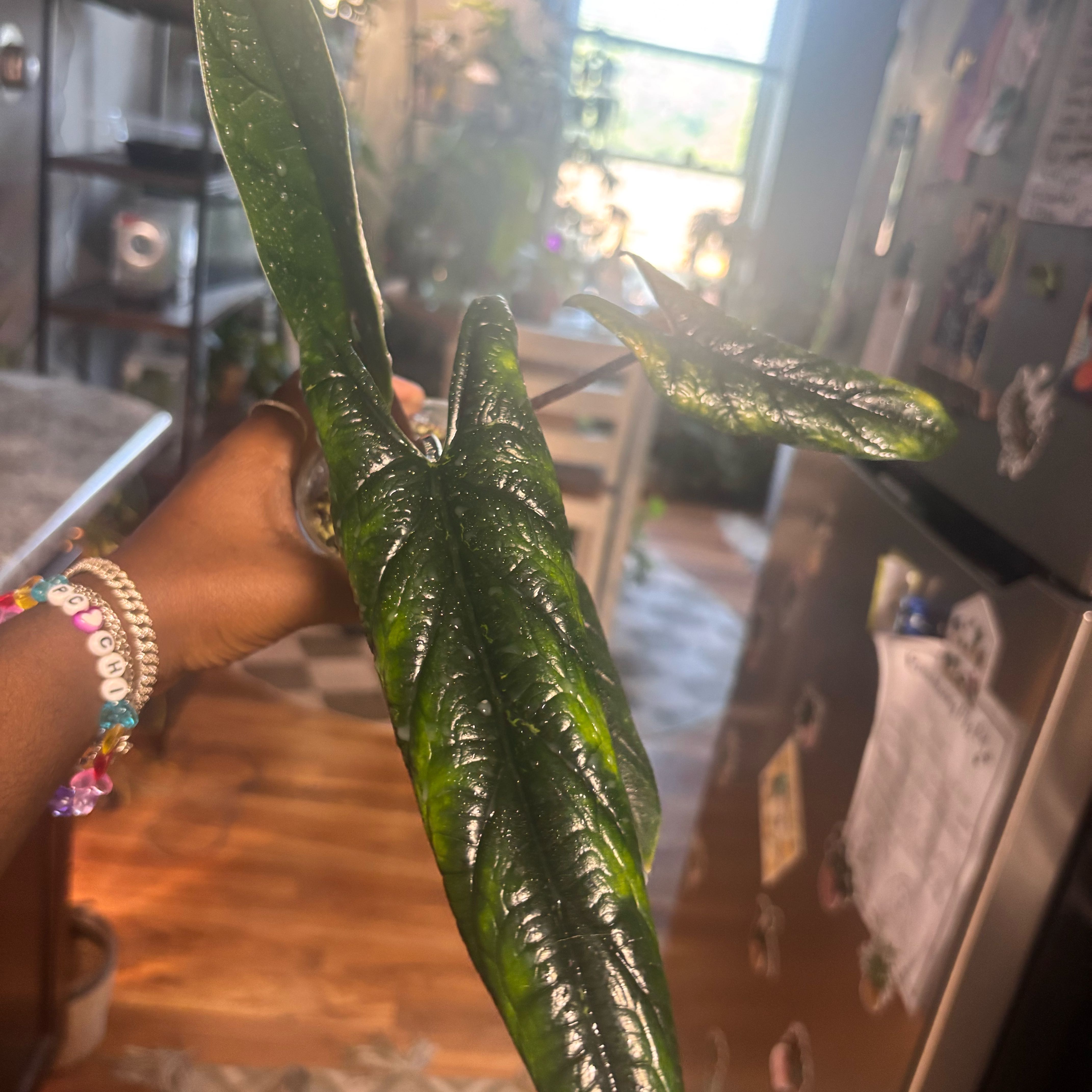 Photo of the plant species Alocasia Scalprum by @Plant-princesss named Austen on Greg, the plant care app
