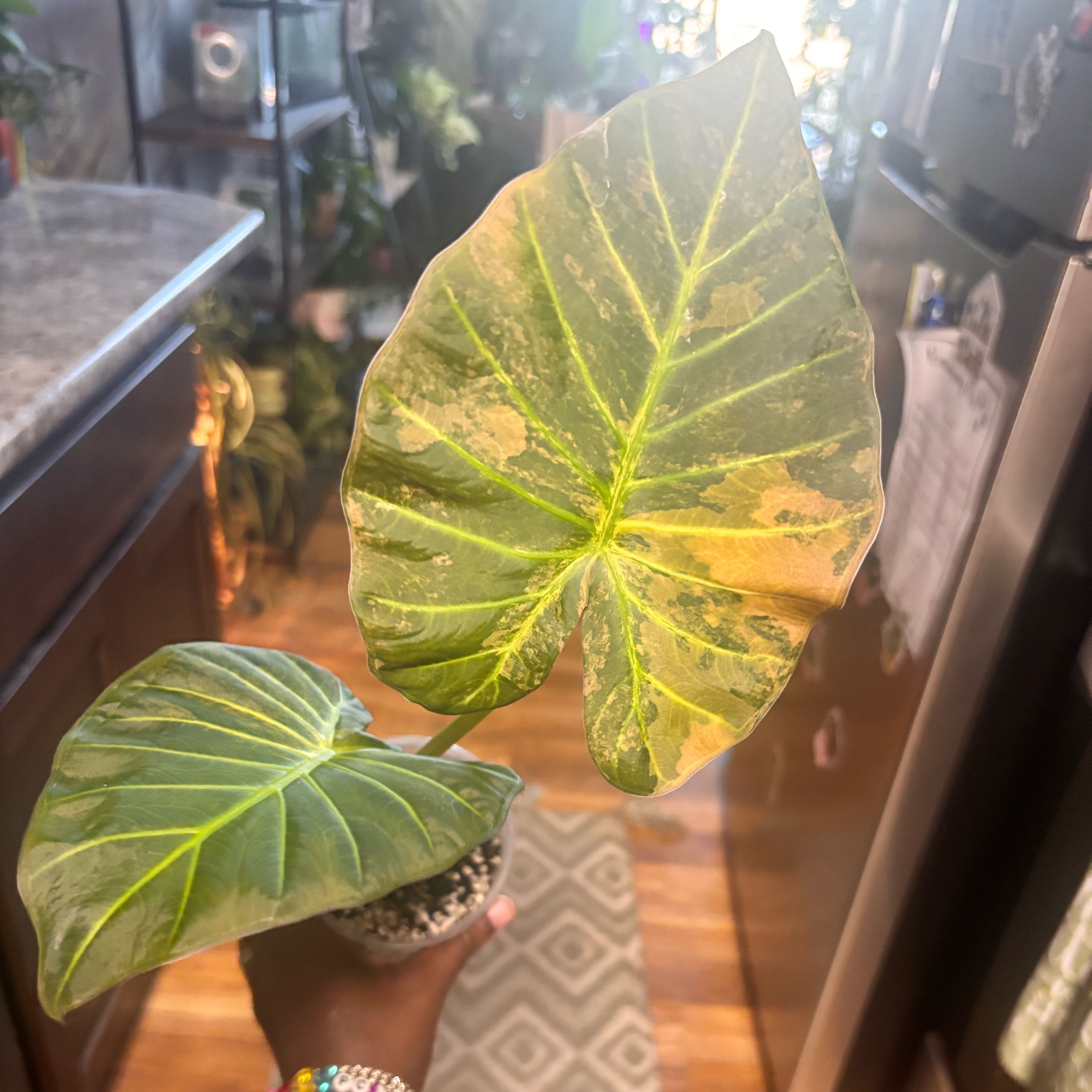 Photo of the plant species Alocasia 'Regal Shield' (variegated form) by @Plant-princesss named Muhammad Ali on Greg, the plant care app