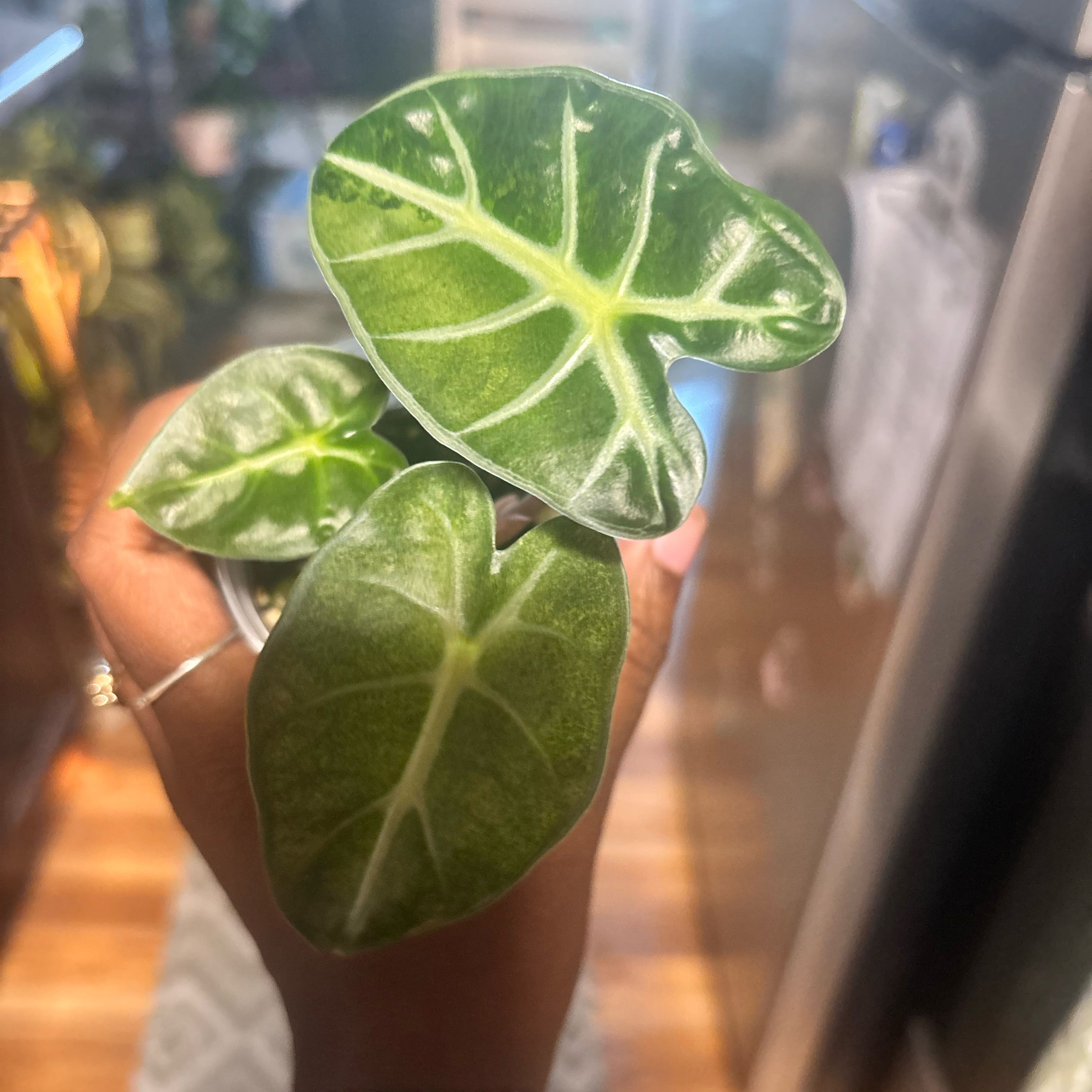 Photo of the plant species Alocasia 'Balloon Heart Pink' by @Plant-princesss named Captain Plant-it on Greg, the plant care app