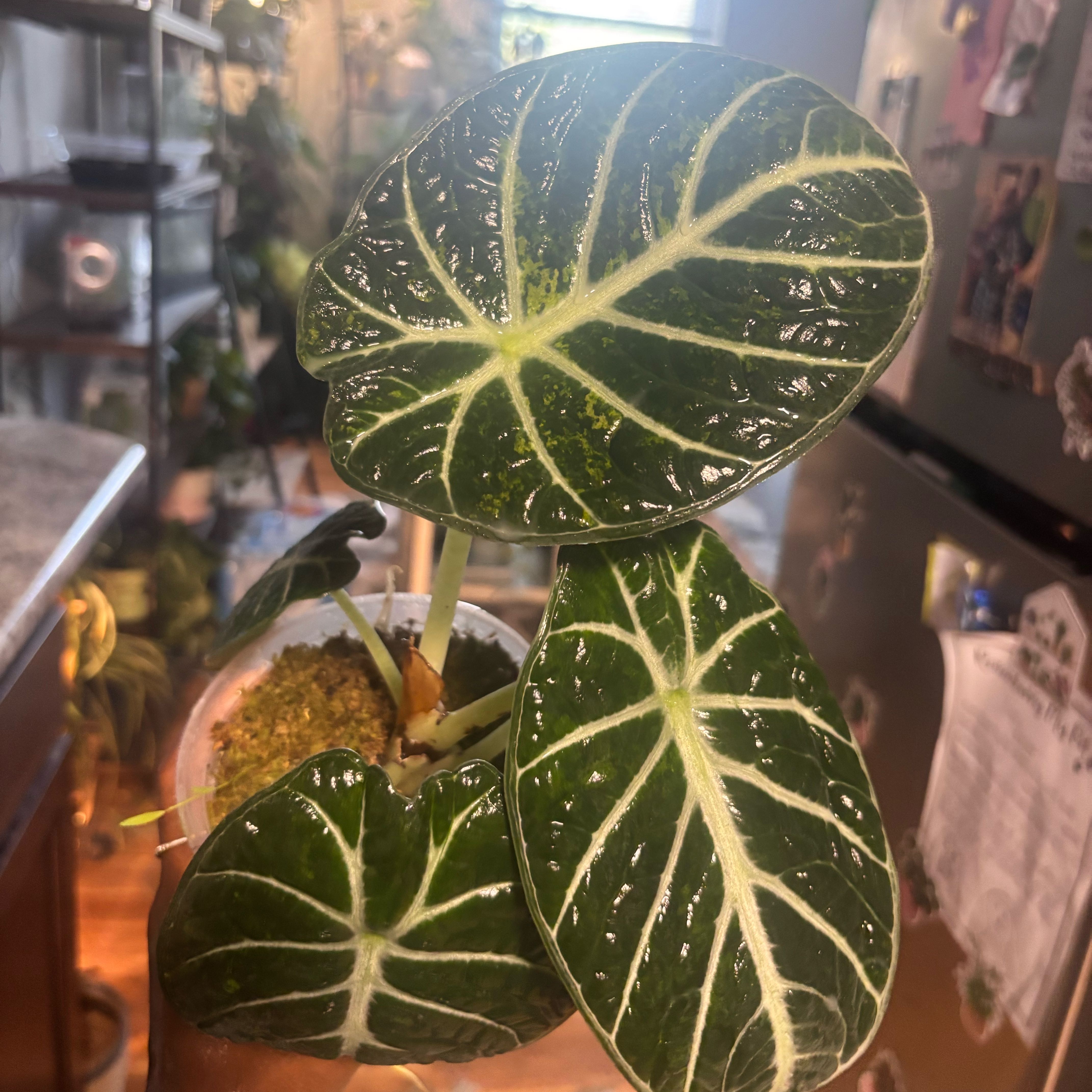 Photo of the plant species Alocasia Ninja Aurea by @Plant-princesss named Nithin on Greg, the plant care app