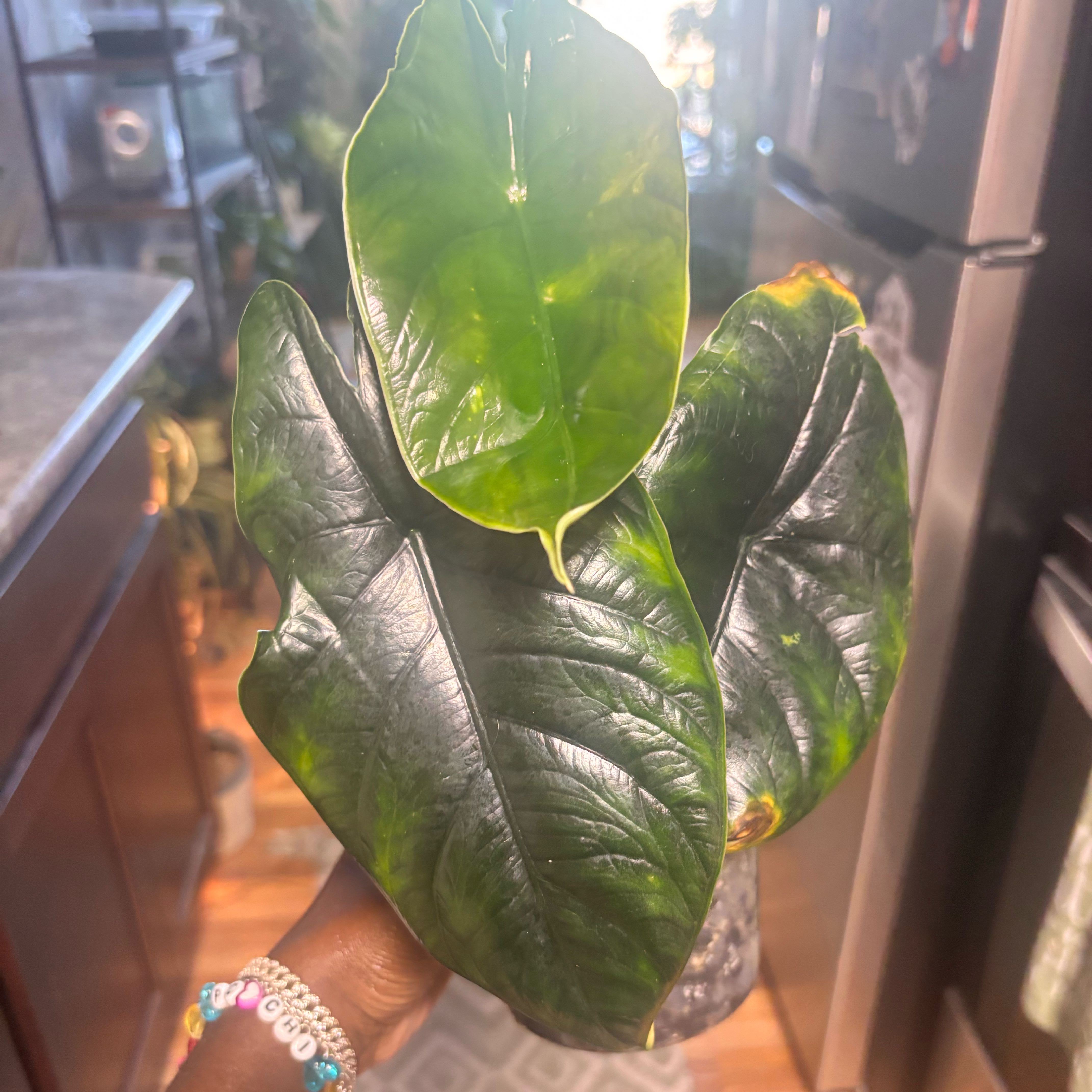 Photo of the plant species Green Unicorn by @Plant-princesss named Marley on Greg, the plant care app