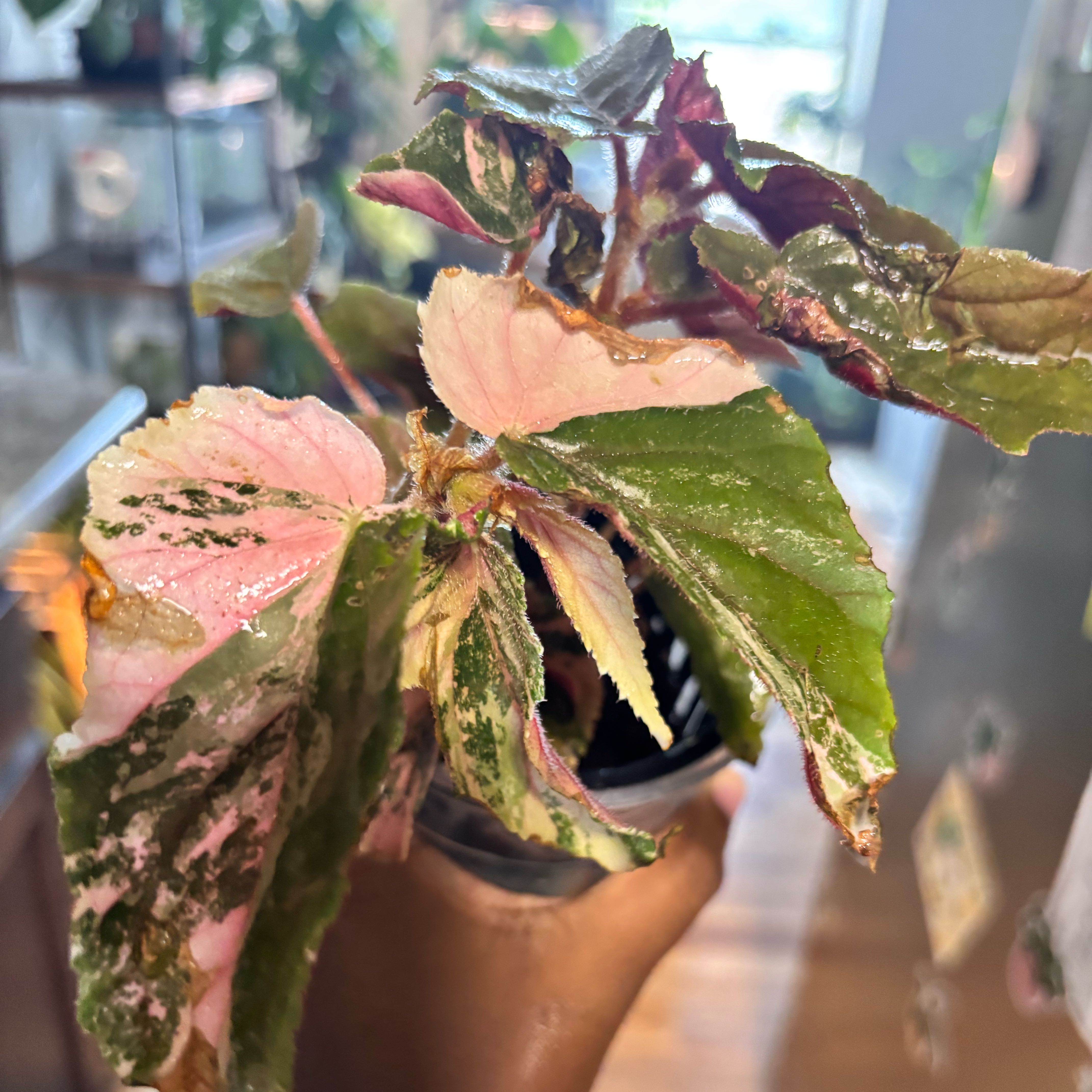 Photo of the plant species Begonia by @Plant-princesss named Curie on Greg, the plant care app