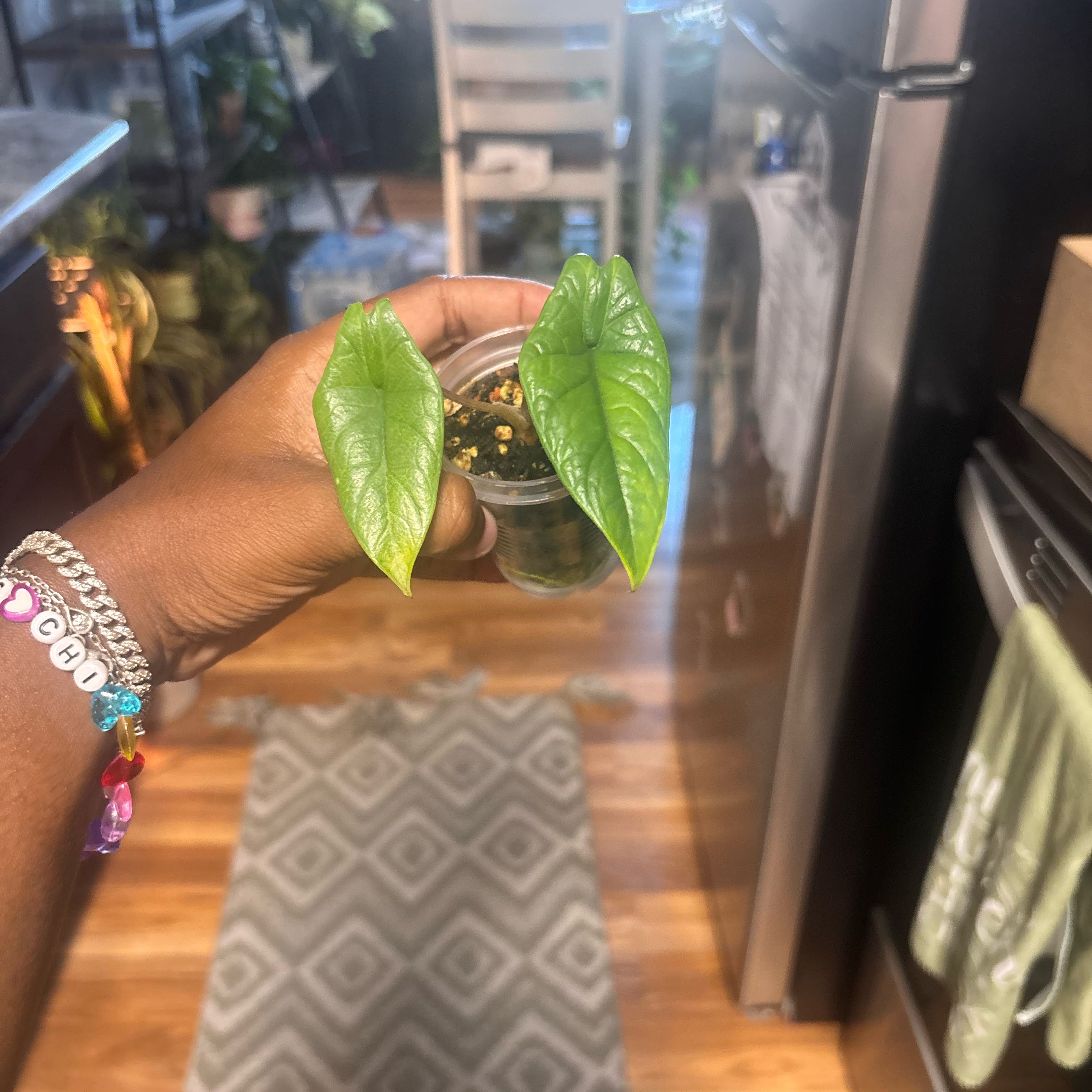 Photo of the plant species Alocasia Scalprum by @Plant-princesss named Nemo on Greg, the plant care app