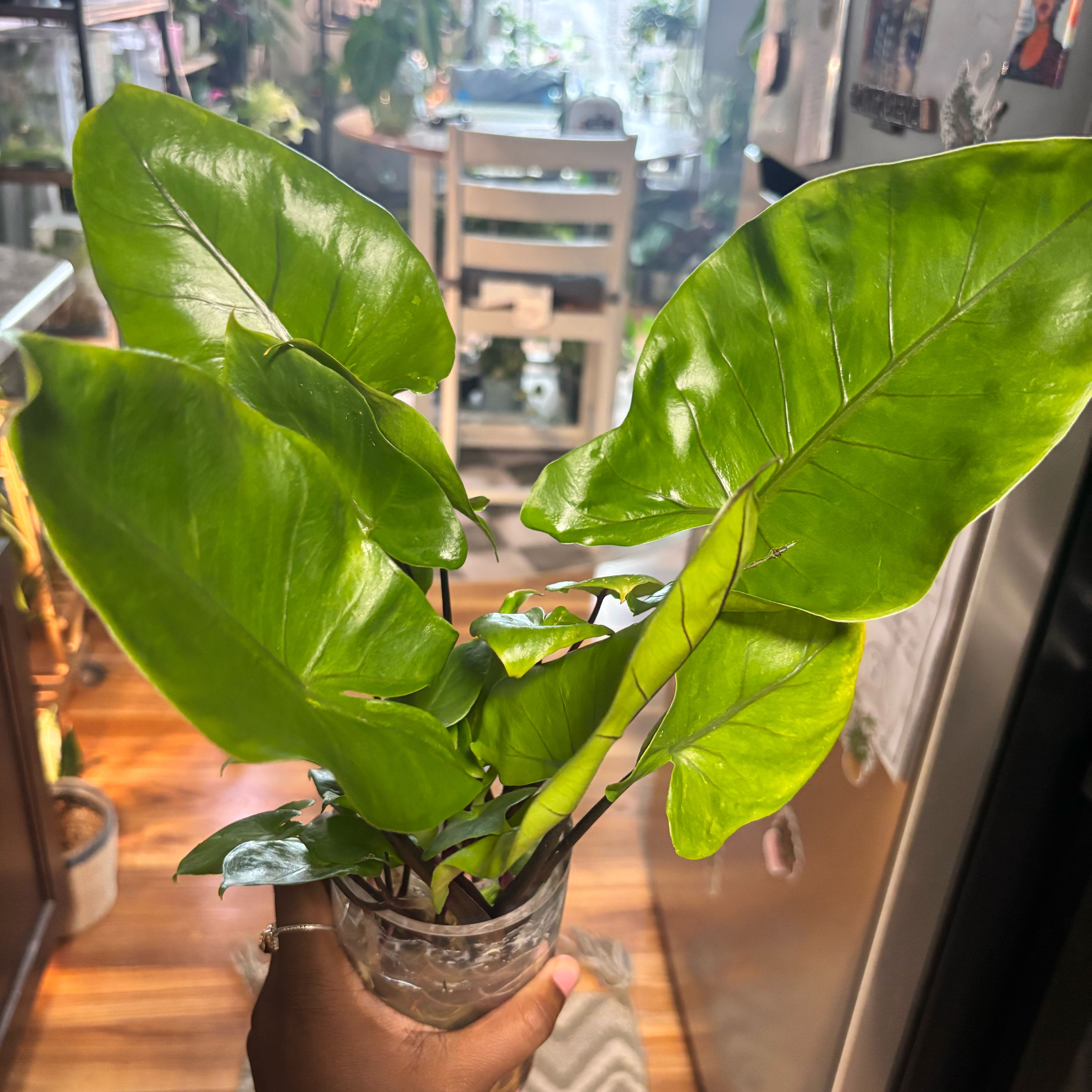 Photo of the plant species Alocasia Black Stem Variegated by @Plant-princesss named Hemingway on Greg, the plant care app