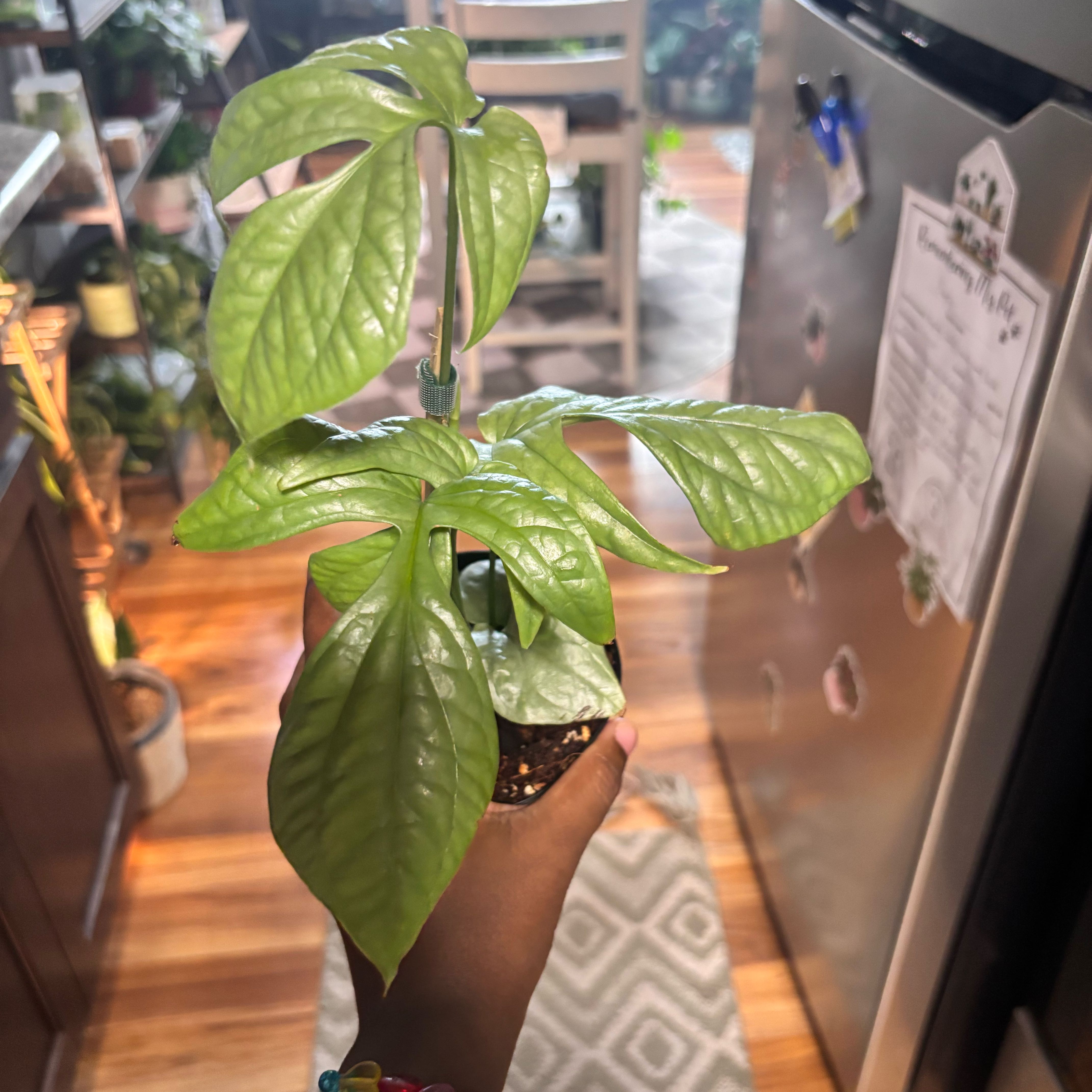 Photo of the plant species Amydrium 'Spider Man' by @Plant-princesss named Ulysses S Plant on Greg, the plant care app
