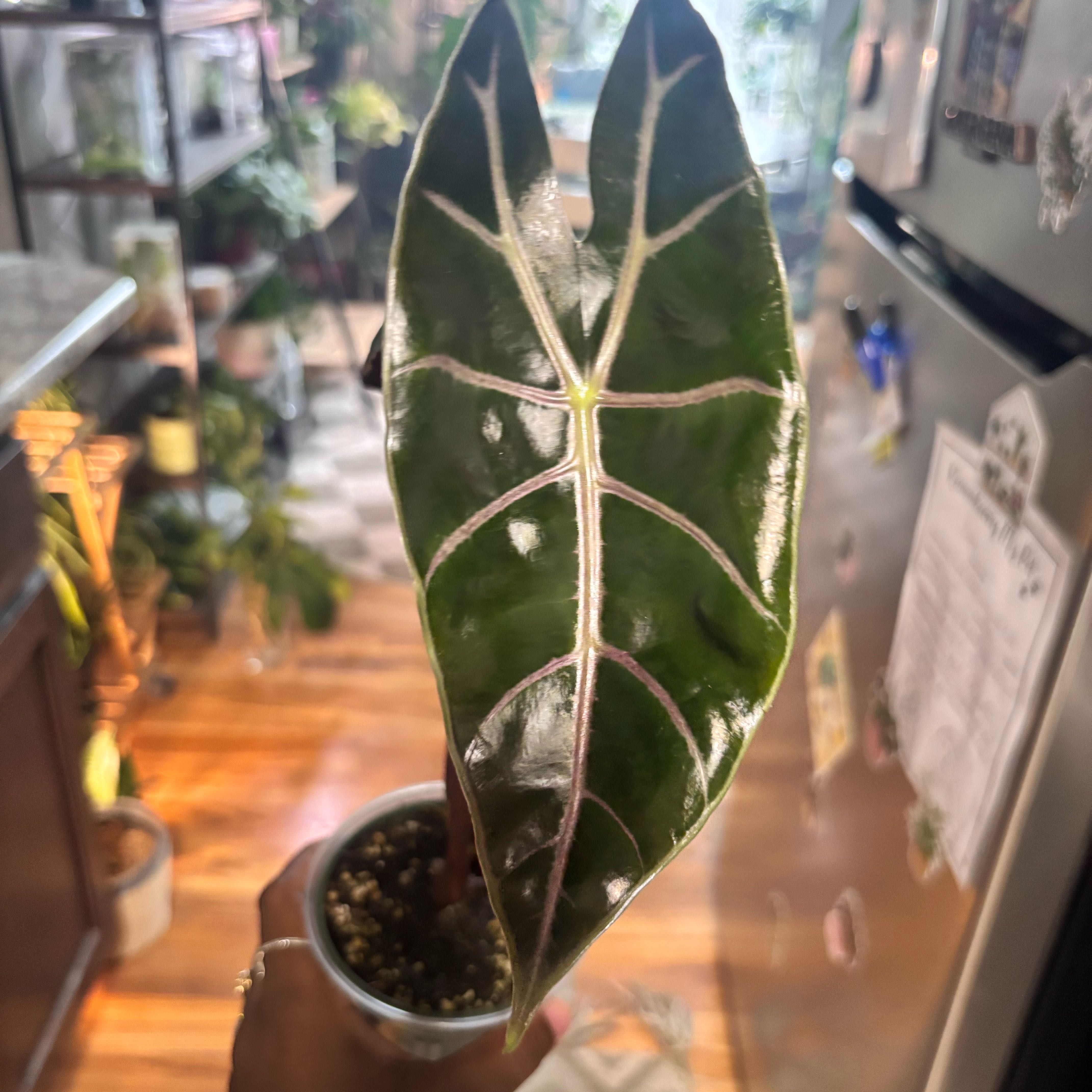 Photo of the plant species Alocasia Watsoniana Lightning by @Plant-princesss named Sir Plancelot on Greg, the plant care app