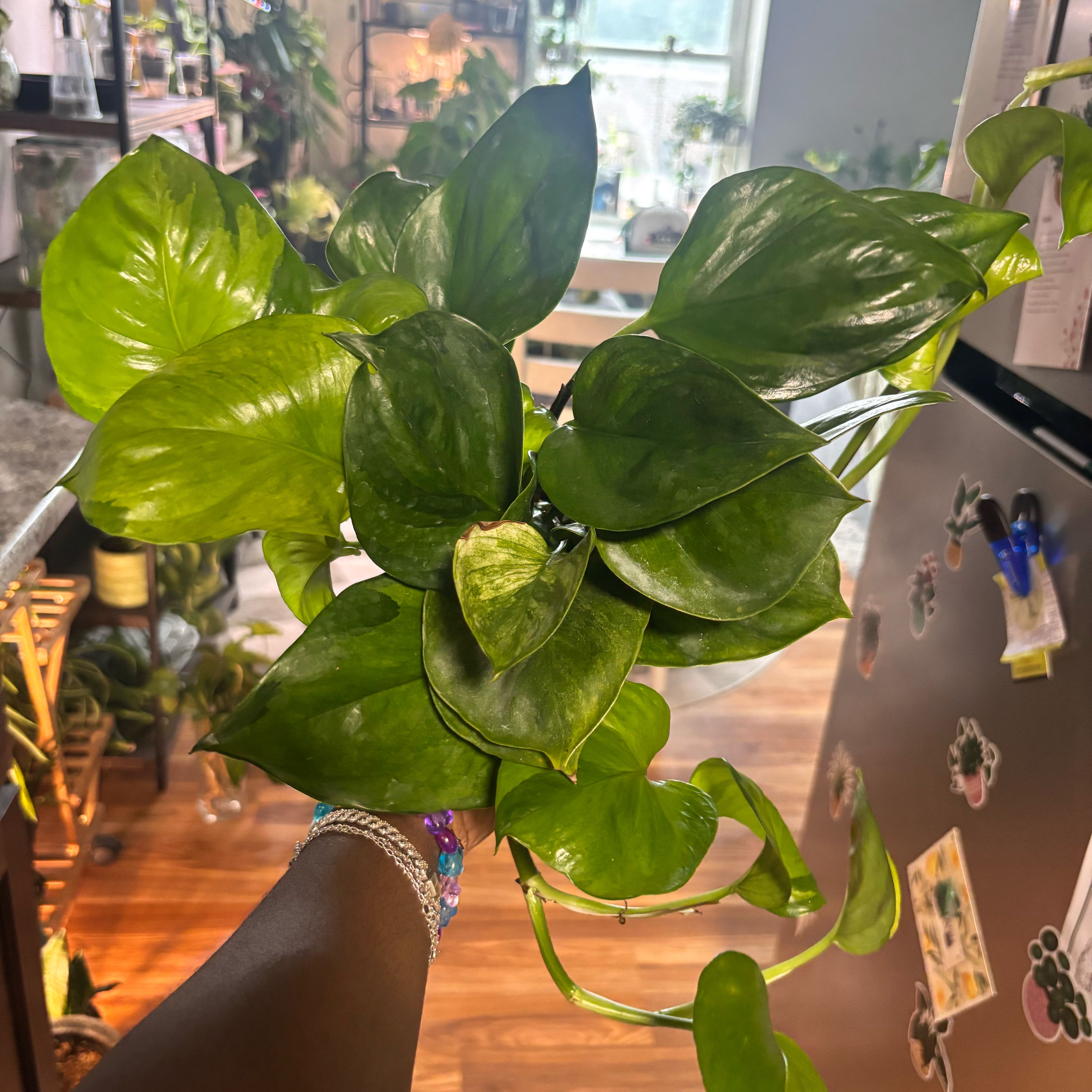 Photo of the plant species Pothos Basket by @Plant-princesss named Scarlett on Greg, the plant care app