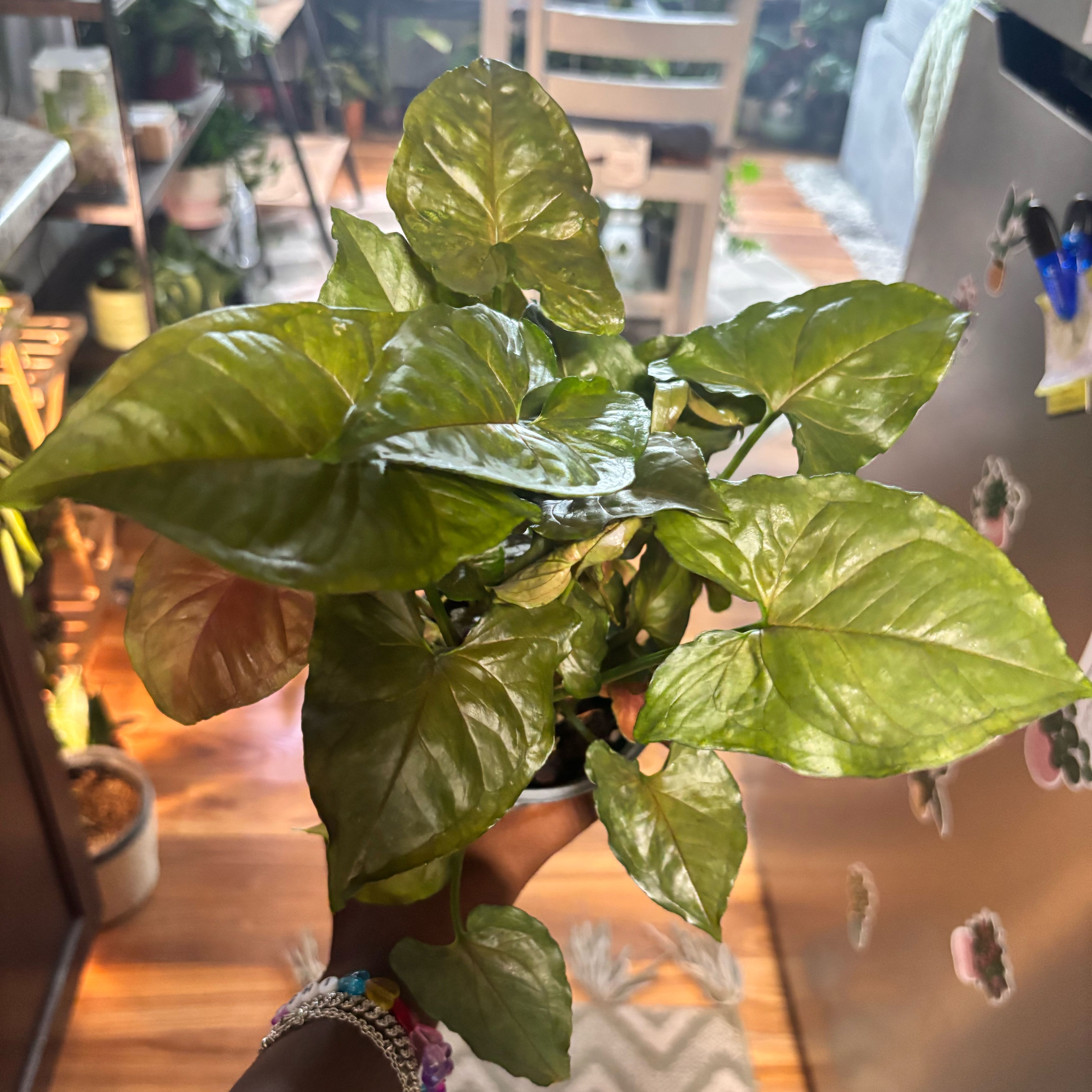 Photo of the plant species Syngonium 'Maria Allusion' by @Plant-princesss named Keanu Leaves on Greg, the plant care app