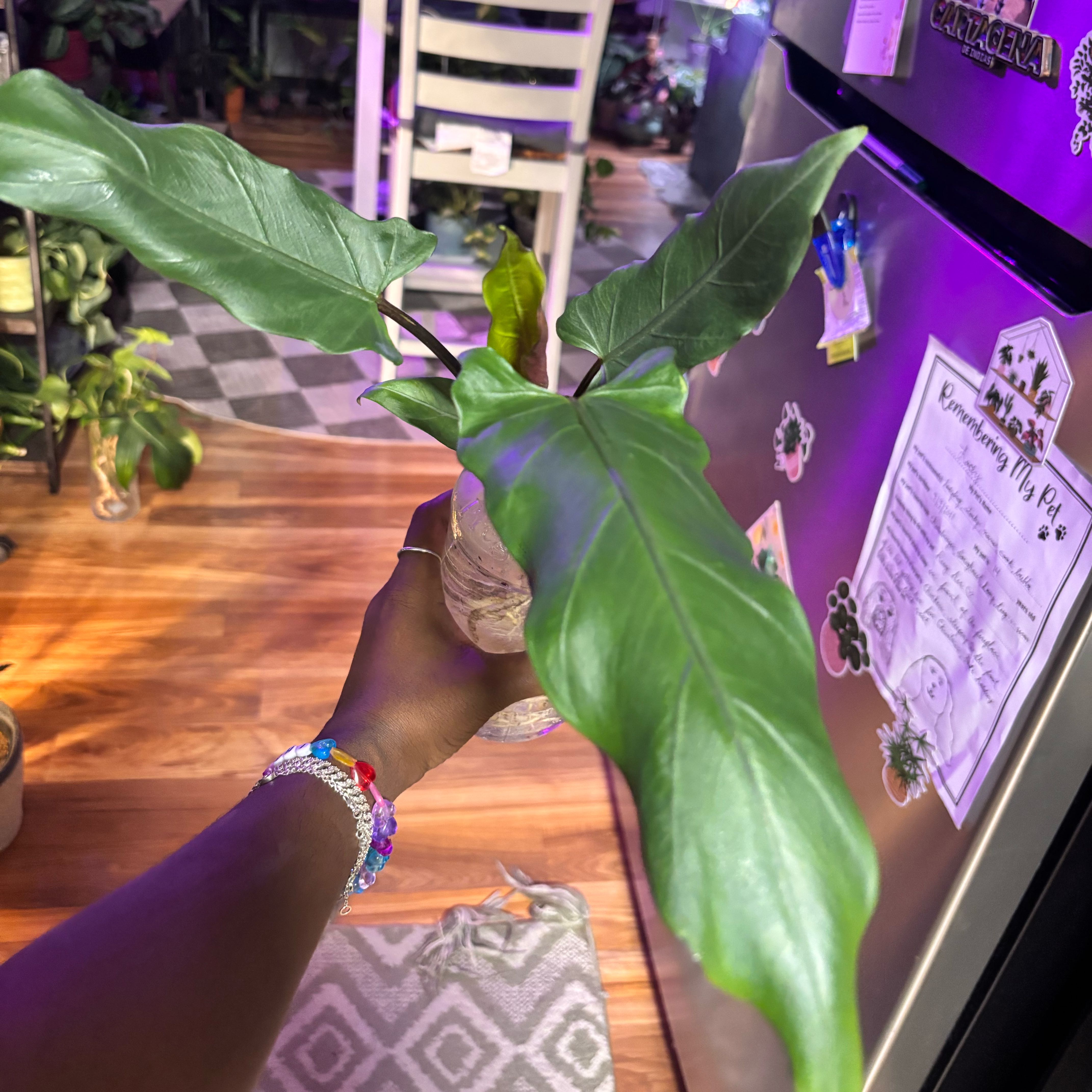 Photo of the plant species Purple Sword by @Plant-princesss named Wall-E on Greg, the plant care app