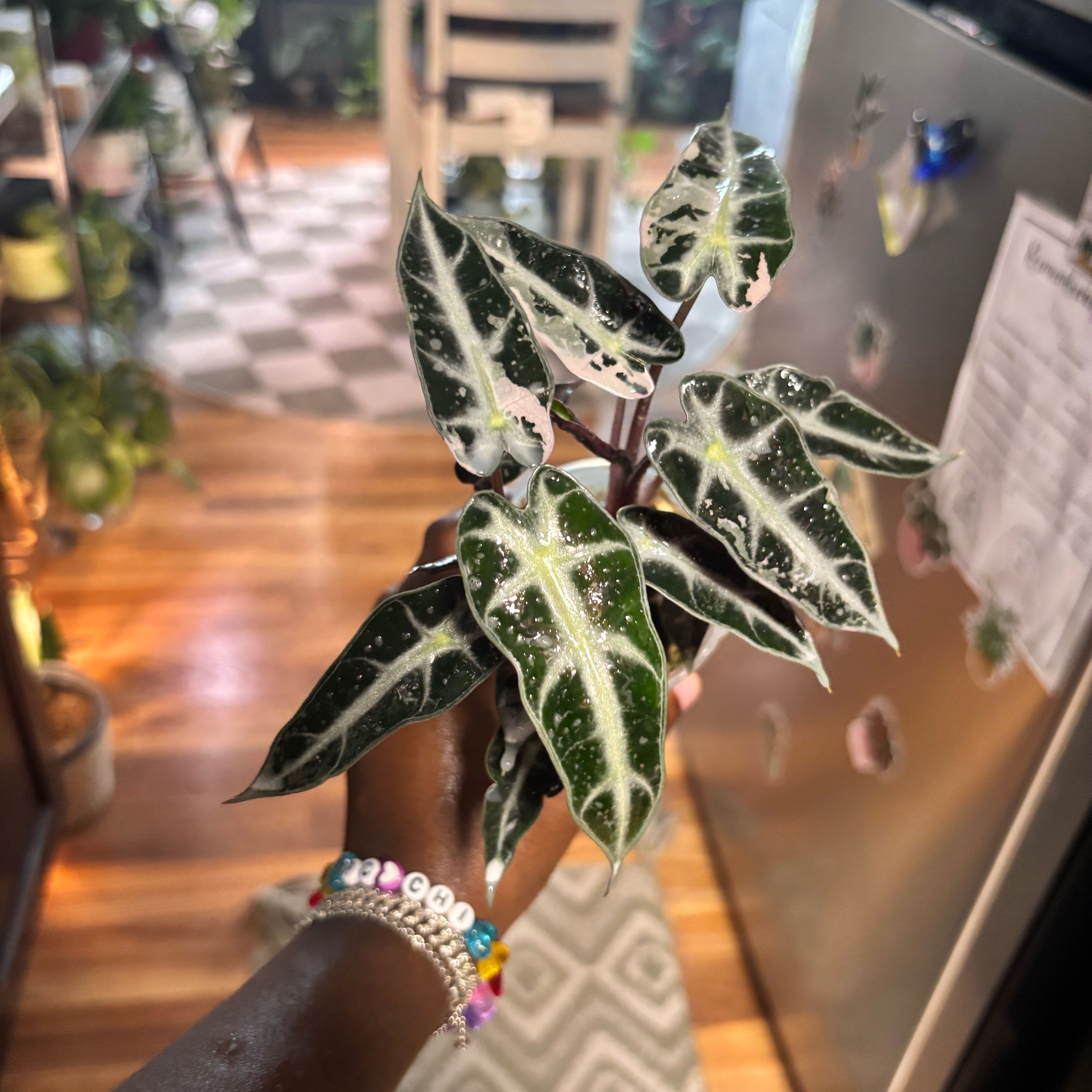 Photo of the plant species Alocasia Pink Bambino by @Plant-princesss named Aria on Greg, the plant care app