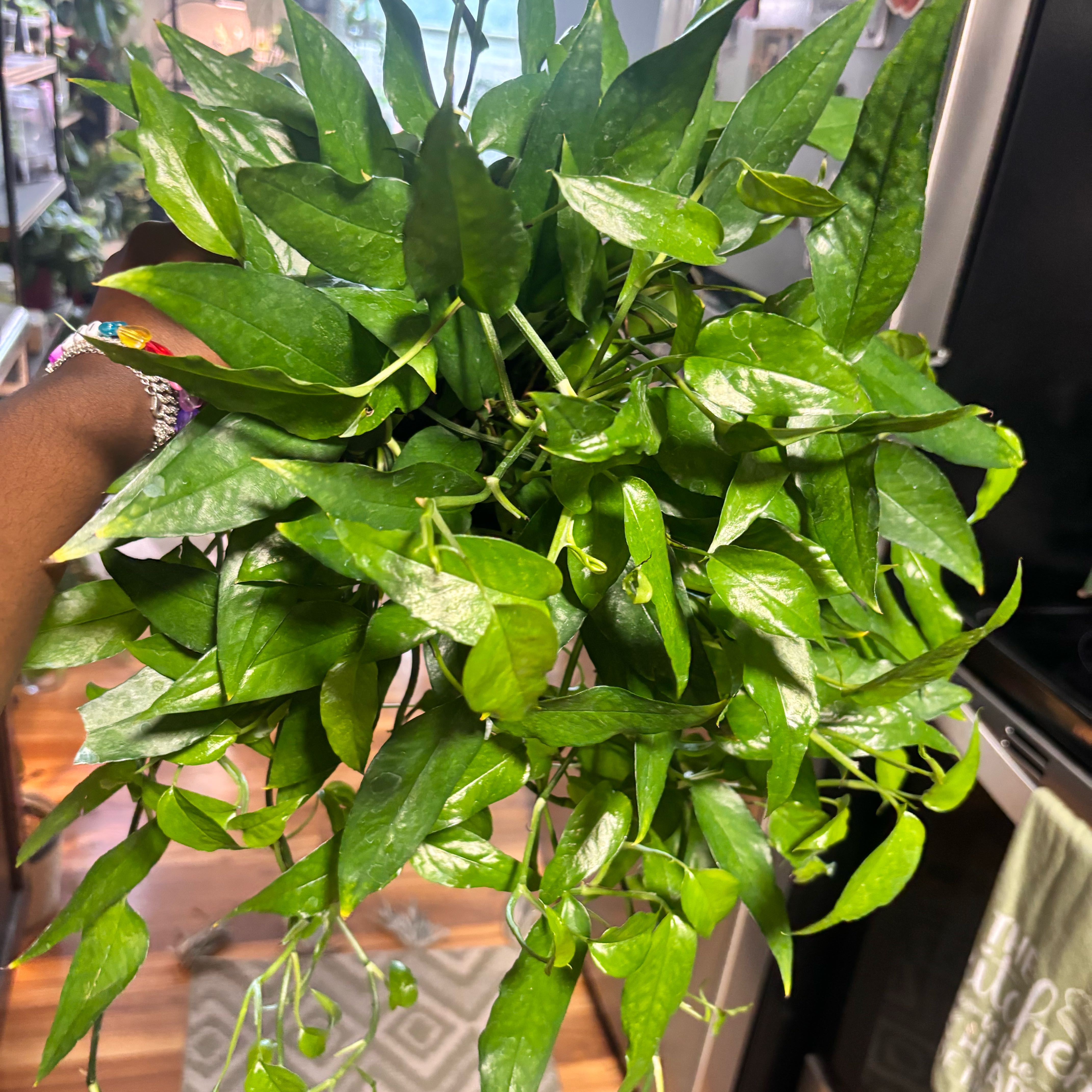 Photo of the plant species Skeleton Key Pothos by @Plant-princesss named da Vinci on Greg, the plant care app