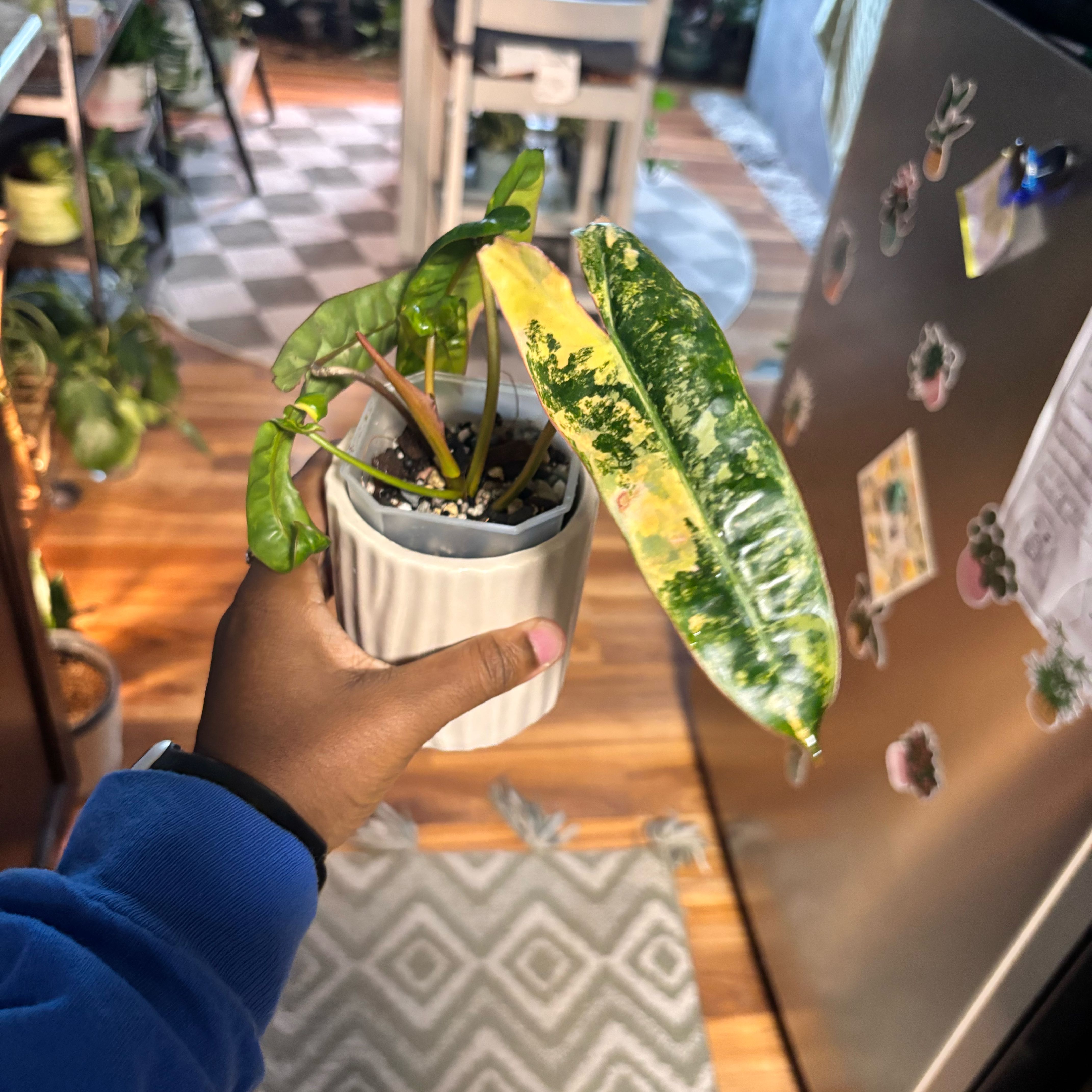 Photo of the plant species Variegated Philodendron Billietiae by @Plant-princesss named Homer on Greg, the plant care app