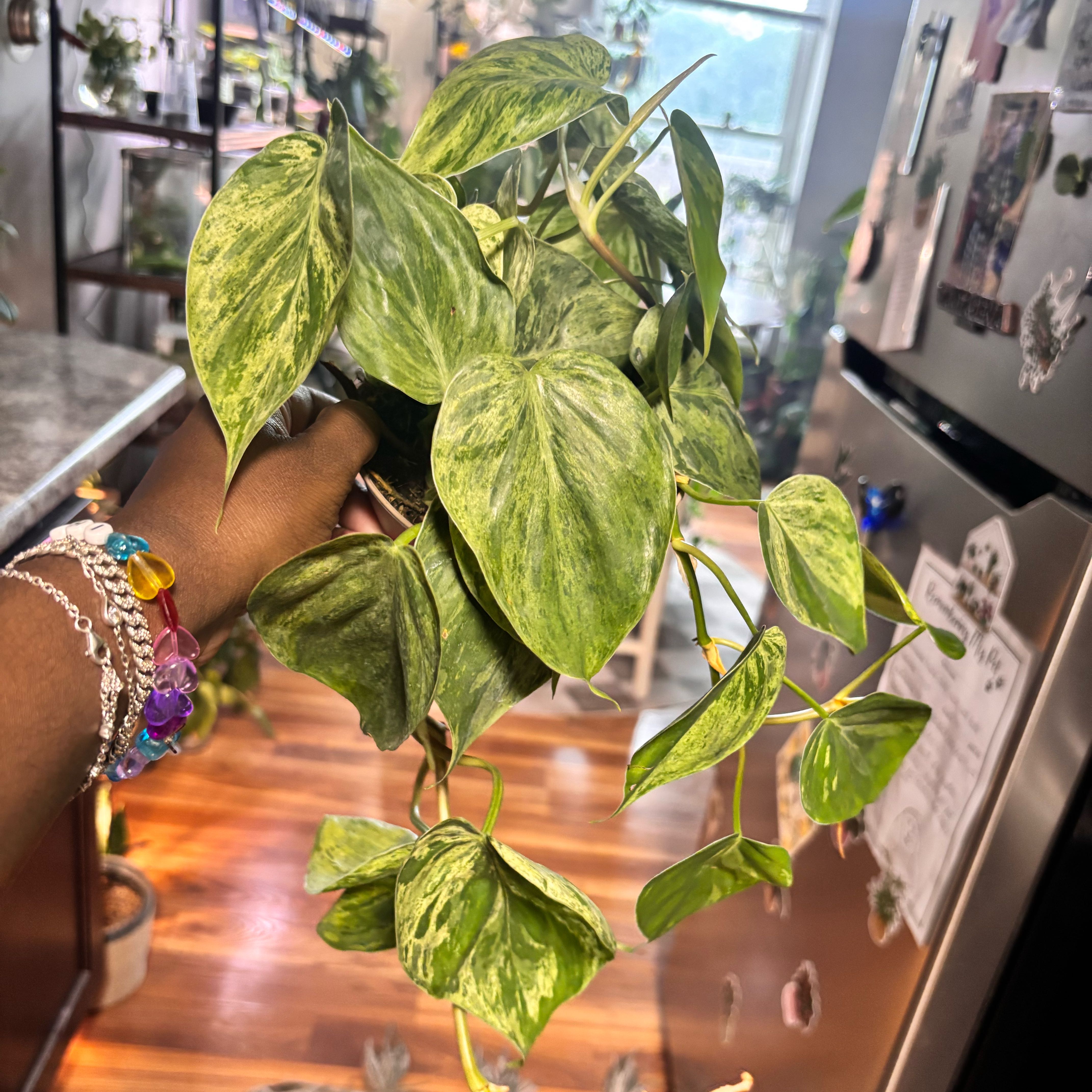 Photo of the plant species Variegated Heartleaf Philodendron by @Plant-princesss named Gregarious on Greg, the plant care app
