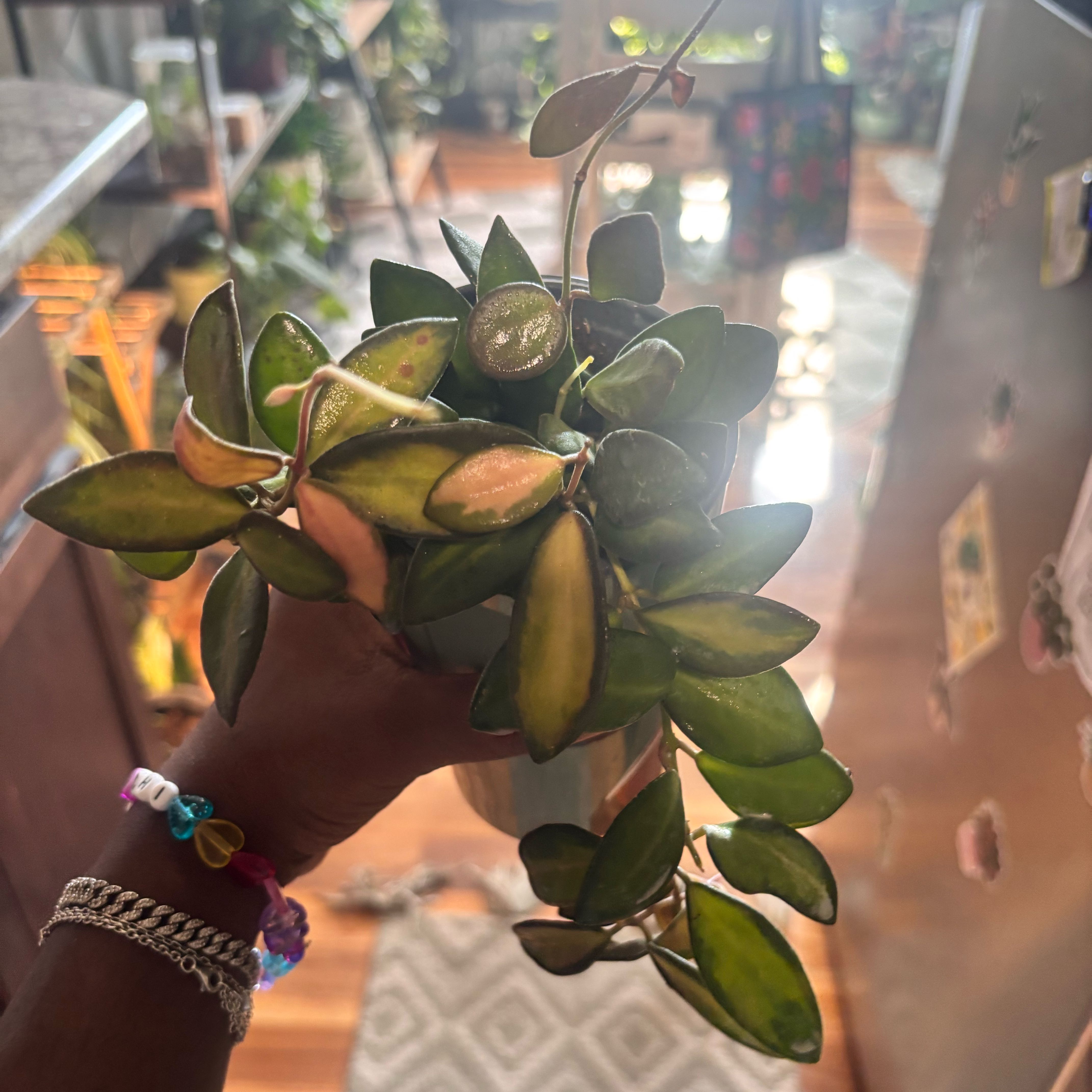 Photo of the plant species hoya burtoniae variegata by @Plant-princesss named Cleopatra on Greg, the plant care app