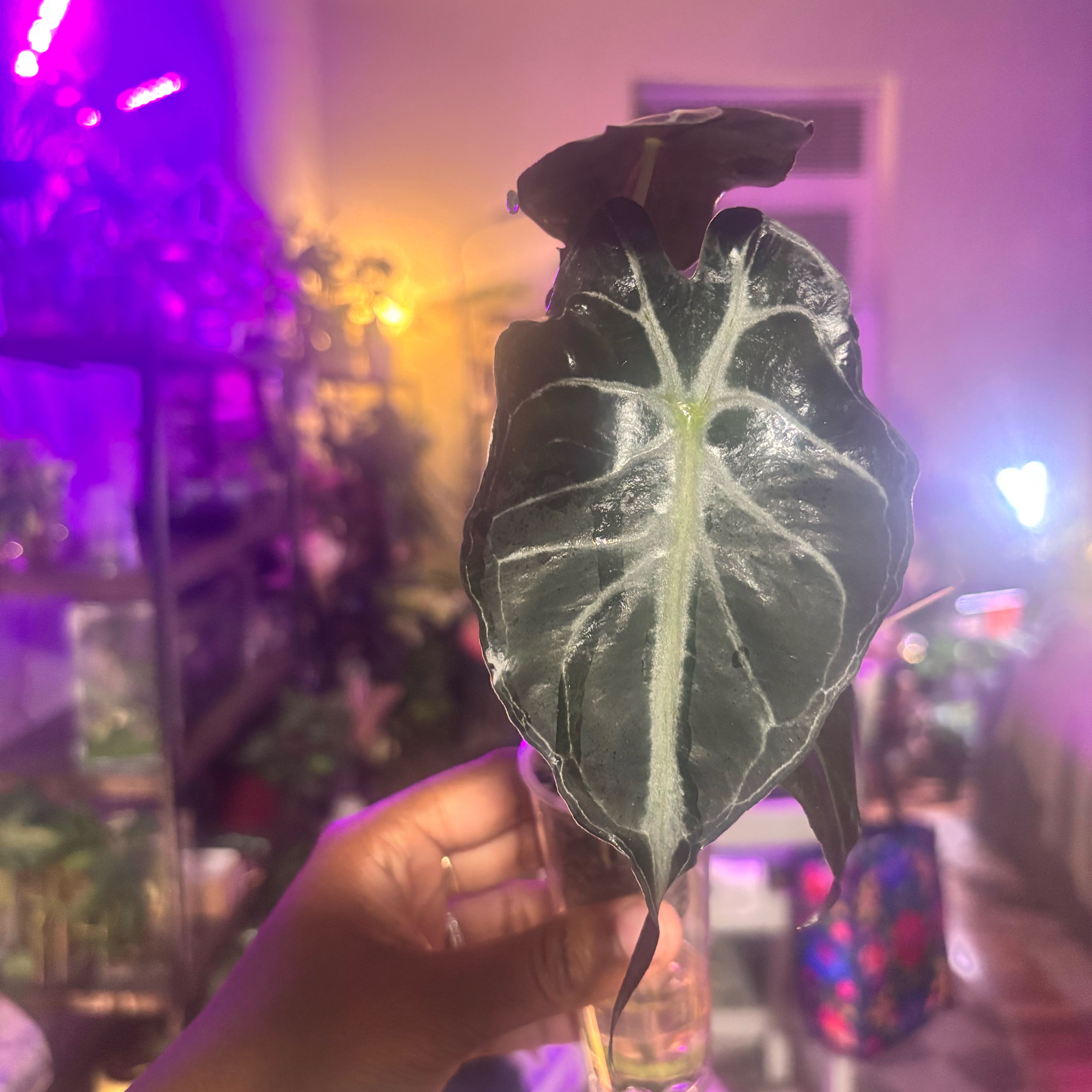 Photo of the plant species Alocasia 'Venom' by @Plant-princesss named Forrest on Greg, the plant care app