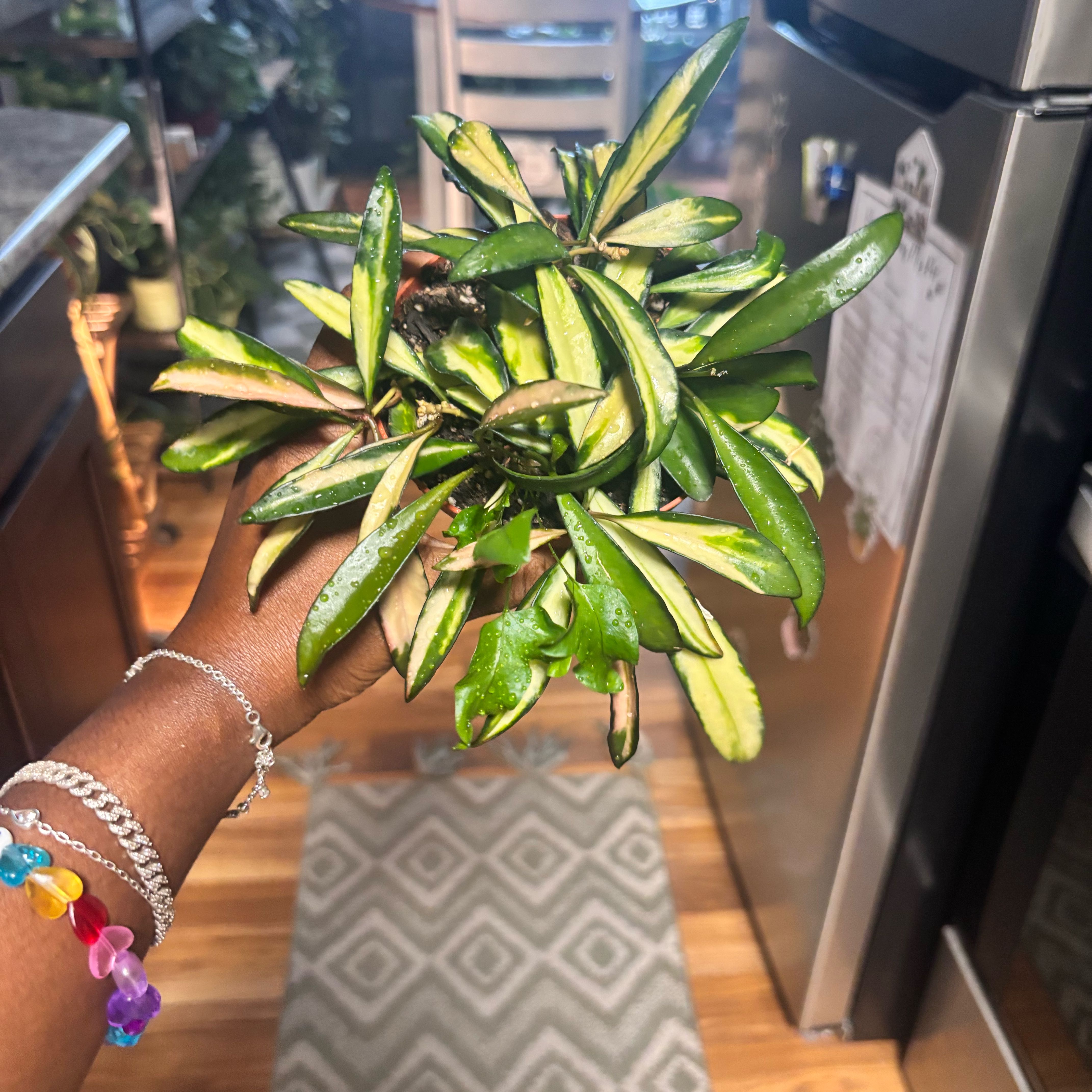 Photo of the plant species variegated hoya wayetii by @Plant-princesss named Ronaldo on Greg, the plant care app