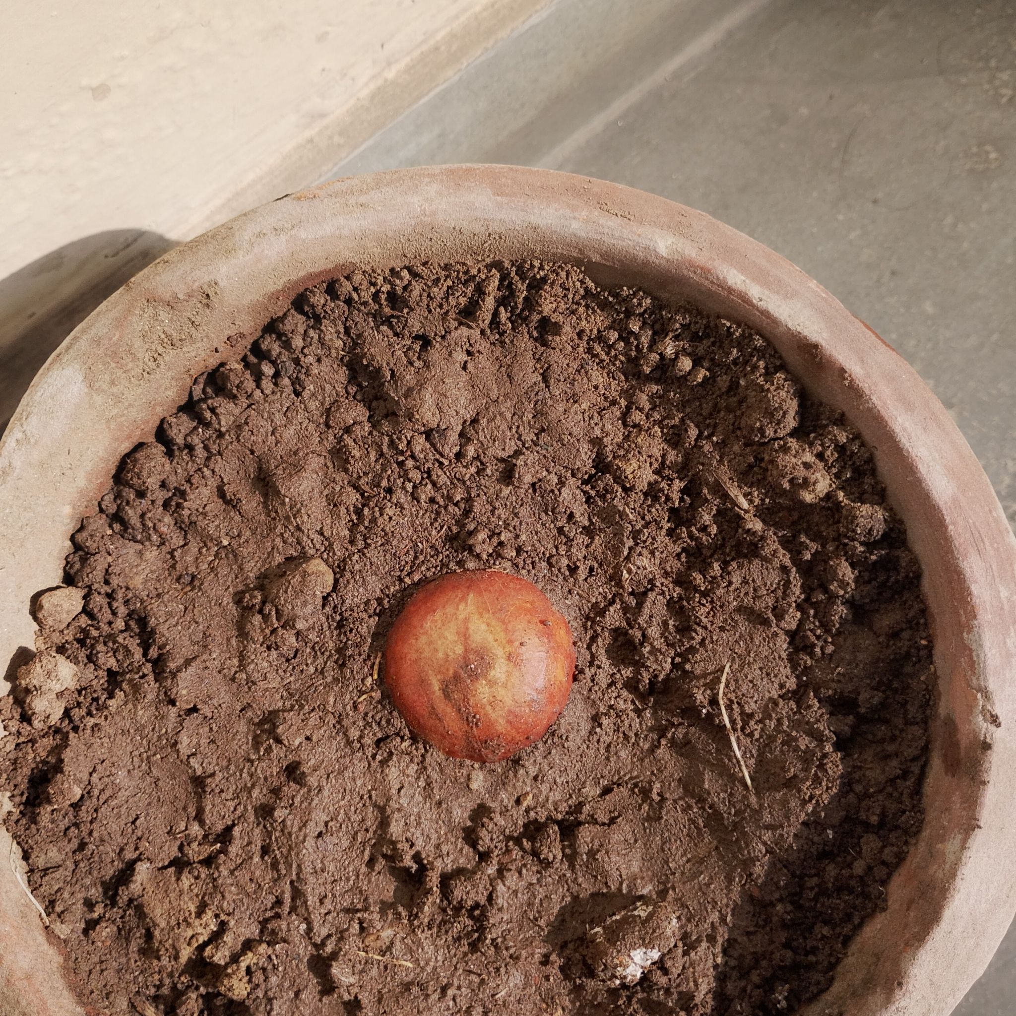 Photo of the plant species Avocado by @harshitaavocado named Harshitaavo9 on Greg, the plant care app