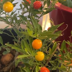 Photo of the plant species Jerusalem Cherry by @LordNikkofir39 named Fernie Mercury on Greg, the plant care app