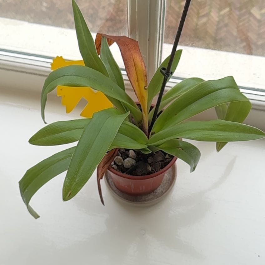 Photo of the plant species Lady Slipper Orchid by @DearPigfern8 named Leonardo on Greg, the plant care app