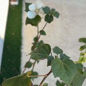 Photo of the plant species Cotton Rosemallow by @HipGray76 named Athena on Greg, the plant care app