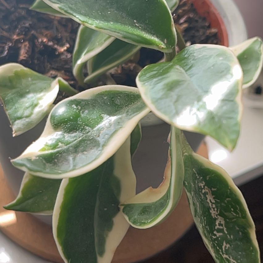 Photo of the plant species Hoya Albo by @VigorousGinseng named Celeste on Greg, the plant care app