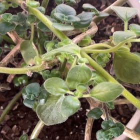 Photo of the plant species Cape Primrose by @VigorousGinseng named Scarlett on Greg, the plant care app