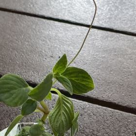 Photo of the plant species False African Violet by @VigorousGinseng named Homer on Greg, the plant care app