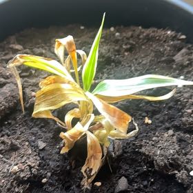 Photo of the plant species Flame Lily by @BabyCatnip87 named Pax on Greg, the plant care app