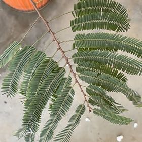 Photo of the plant species Silver Wattle by @SunnyGuasca94 named Hamilton on Greg, the plant care app