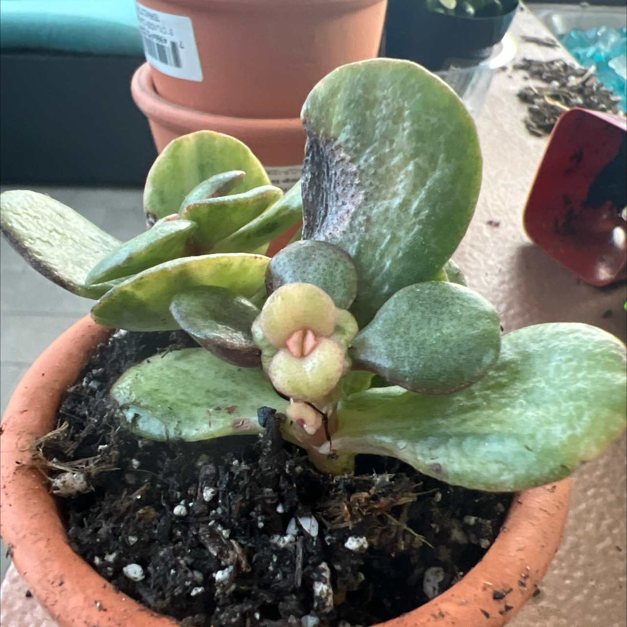 Photo of the plant species Mosaic Jade by @GratefulGinger named Daphne on Greg, the plant care app