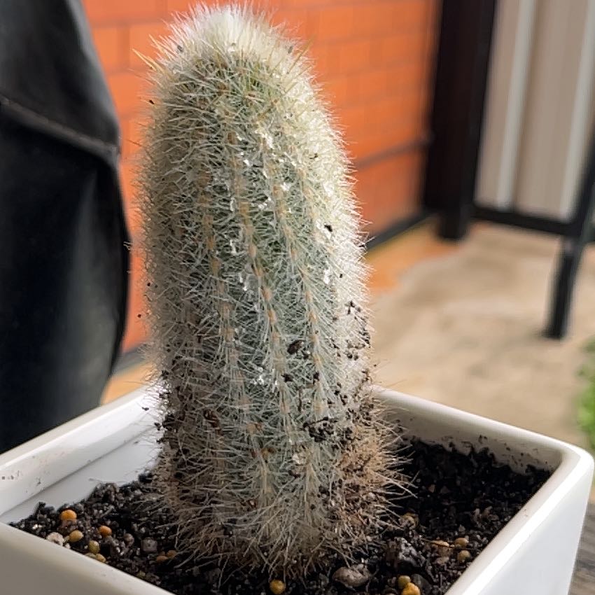 Photo of the plant species Espostoa senilis. by @GutsyJellycup83 named Doug on Greg, the plant care app