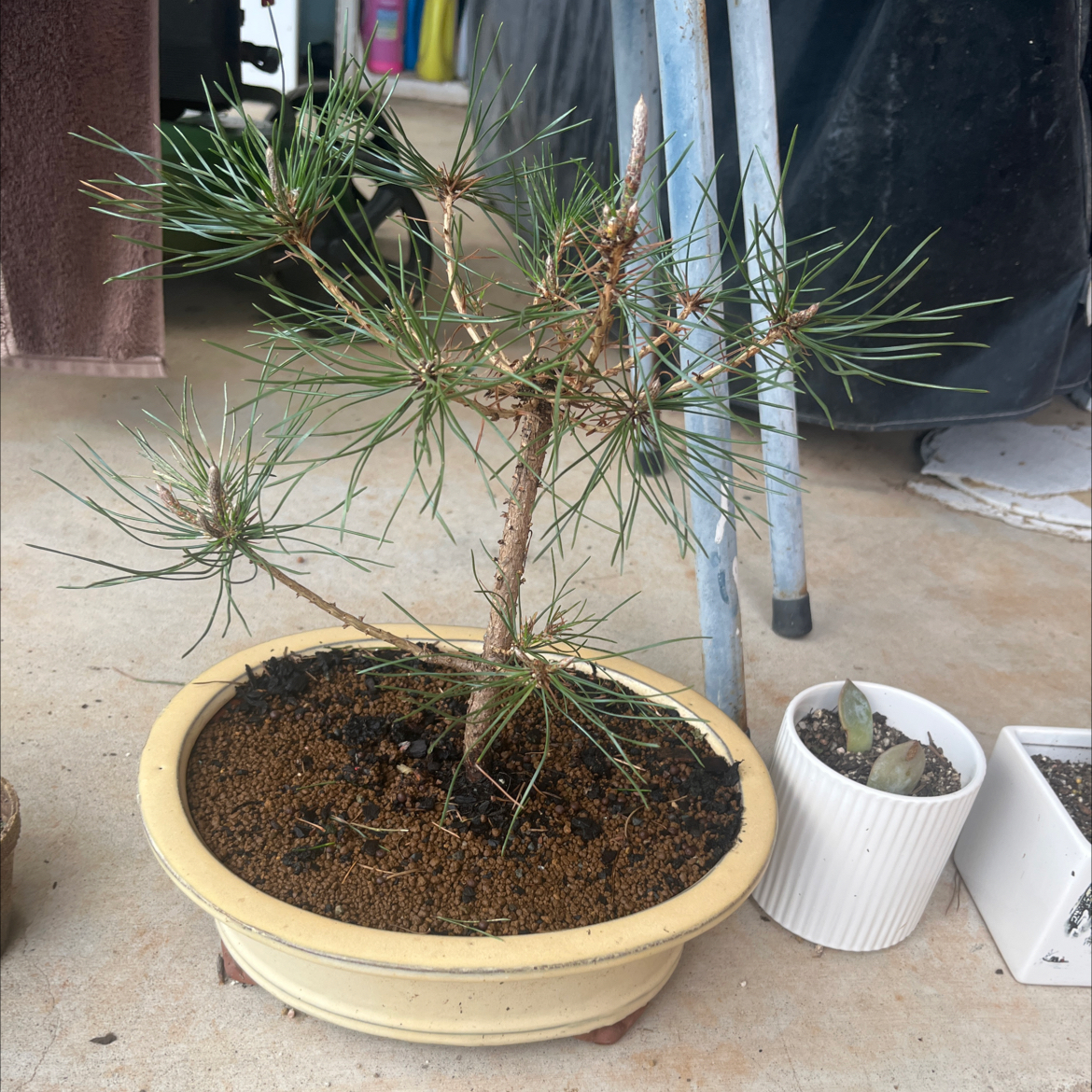 Photo of the plant species Japanese black pine by @GutsyJellycup83 named Gary on Greg, the plant care app