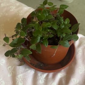Photo of the plant species Tradescantia 'Maiden's Blush' by @GemCapealoe90 named Lila on Greg, the plant care app