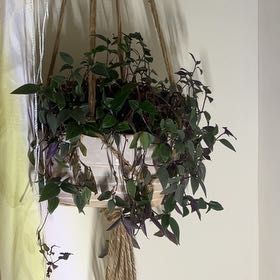 Photo of the plant species Tradescantia 'Maiden's Blush' by @GemCapealoe90 named Delilah on Greg, the plant care app
