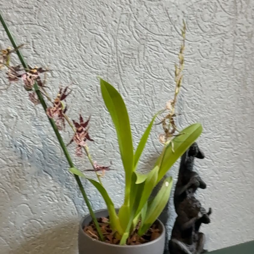 Photo of the plant species Brassocattleya by @BigOlneya56 named Darwin on Greg, the plant care app