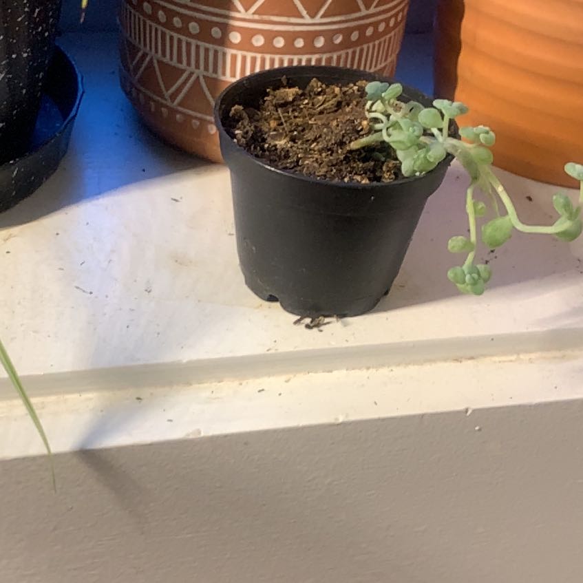 Photo of the plant species Trailing Jade by @MellowlyMum83 named Ton on Greg, the plant care app