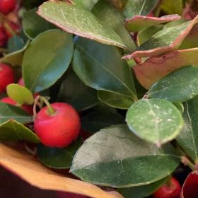 Photo of the plant species Eastern Teaberry by @DirectWasabi71 named Peter Parker on Greg, the plant care app